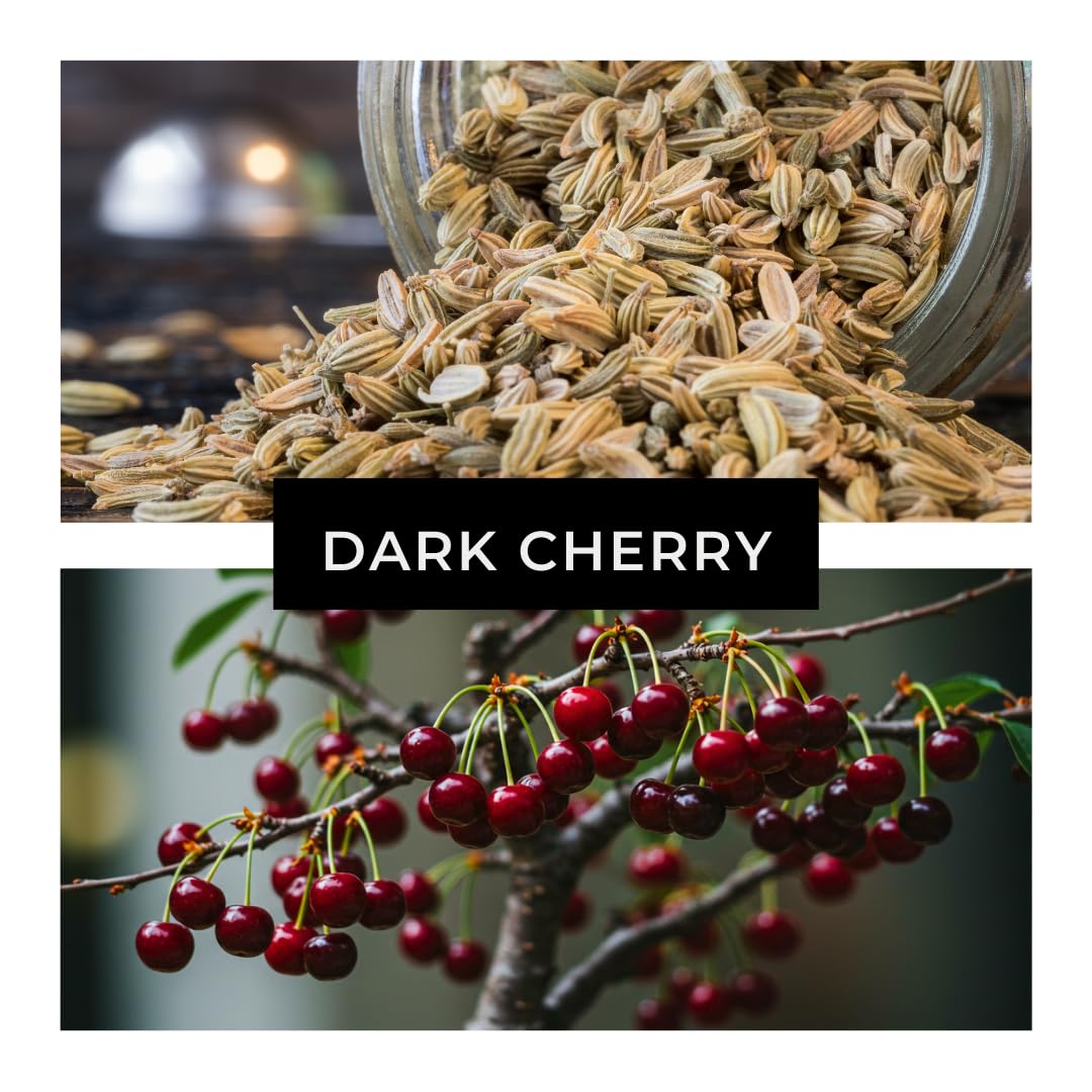 Black Cherry Bonsai Tree for Growing - 1 Year Seedling - Ready to Plant (1 Seedling)