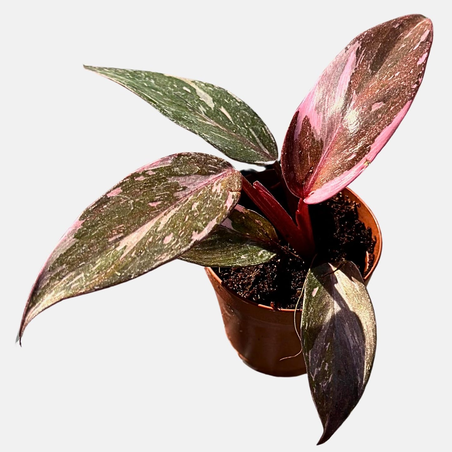 2 Inches Philodendron Pink Princess Live Plant with 4" Pot - Philodendron Plant Live Easy to Grow and Air Purifying - Indoor Houseplants for Home Office Wedding Decor & Gift Idea(Heat Pack Included)