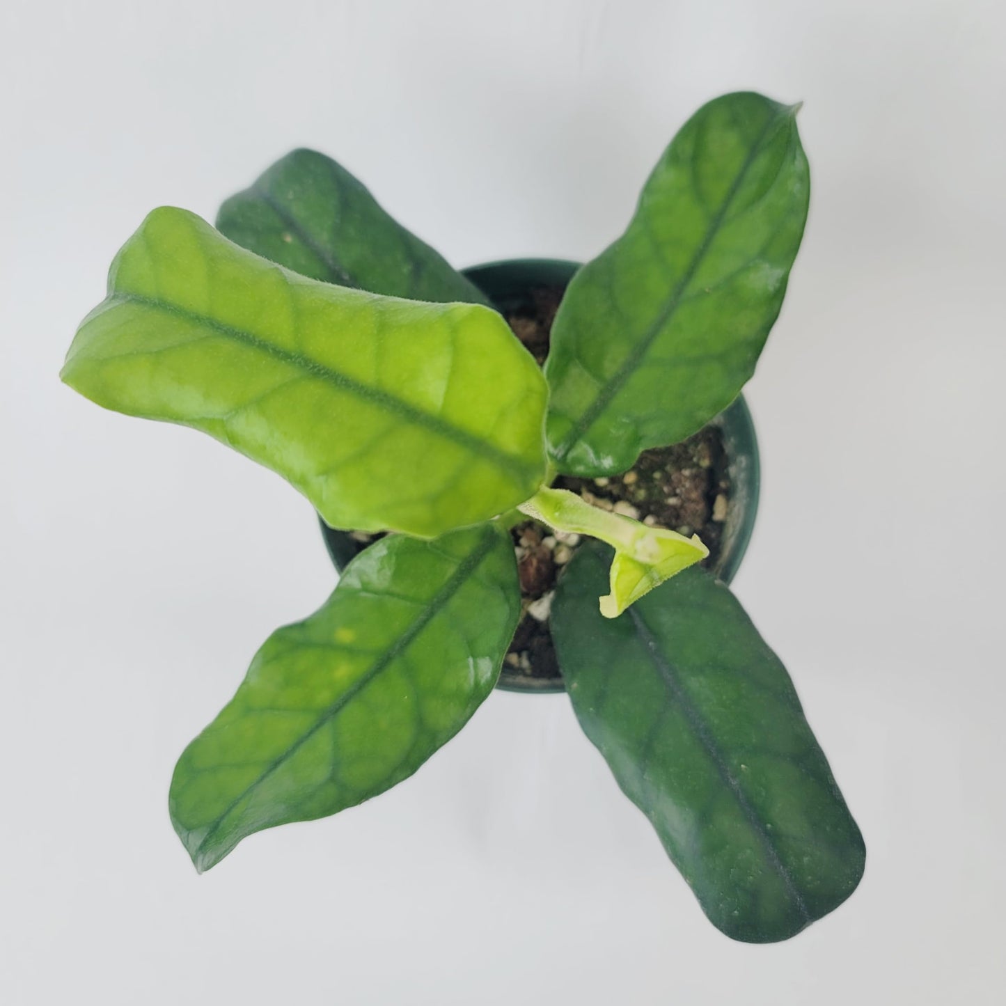 Hoya Globulosa (Rare Wax Plant) – Elongated Fuzzy-Veined Leaves, Fragrant Star Blooms – Pet-Friendly, Low Maintenance - Hoya Plants Live Houseplants - Air Purifying Plant - Ships from CA