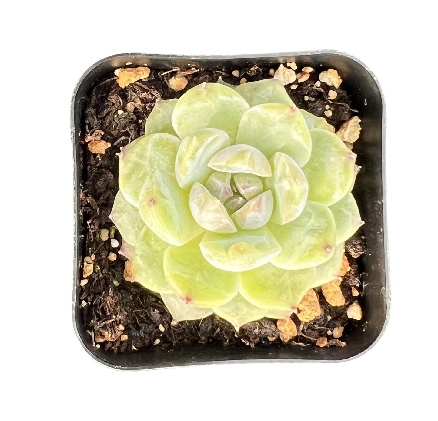 Sprout N Green Echeveria 'ICY Laui' Sugar Heart, Rare Live Succulent Fully Rooted in 2" Pot with Soil, Home Office Indoor Outdoor Wedding Decor DIY Projects Party Favor, Easy to Care, Pet Friendly