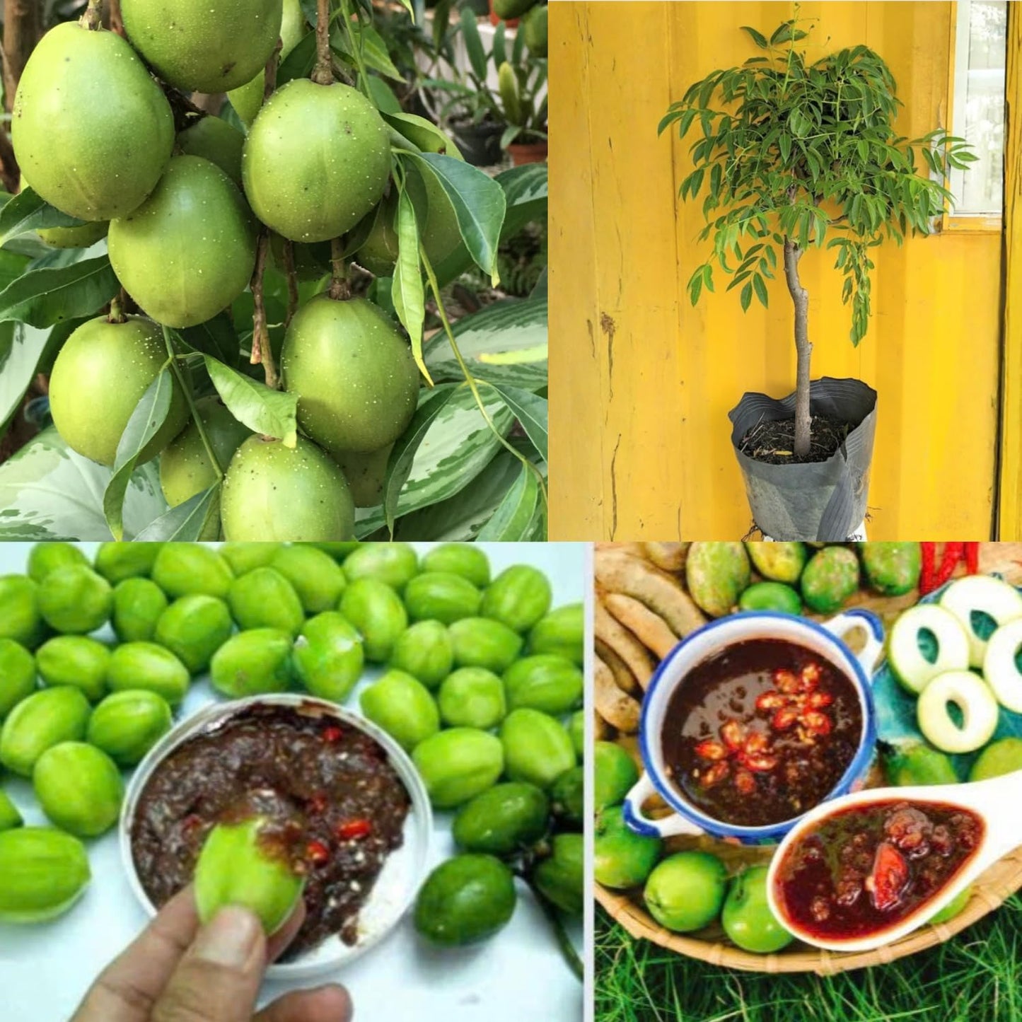 2-3Ft June Plum Tree Live Plant, 3 Years Old Tropical June Green Plum Fruit Trees, Zones 10-11 Outdoor Planting