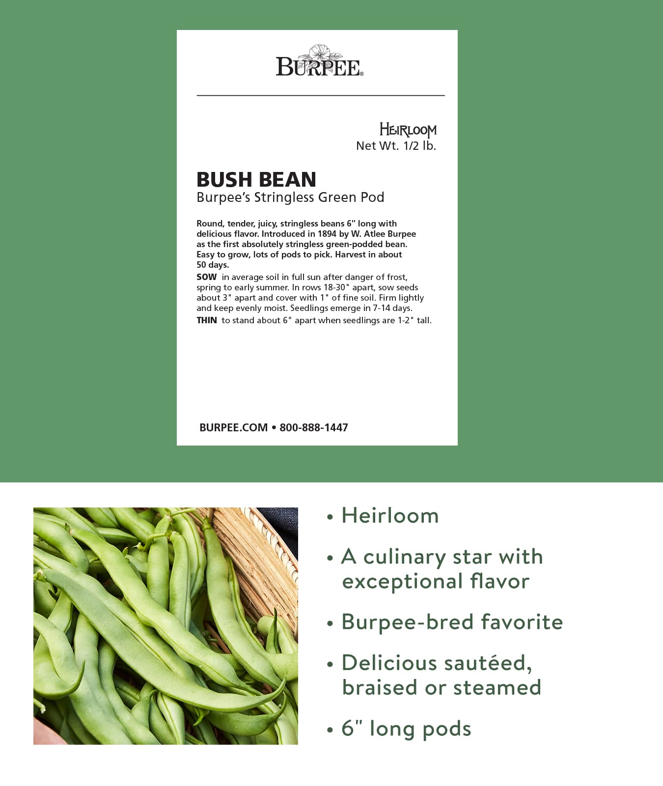 Burpee Stringless Green Pod Bush Bean Seeds 8 ounces of seed
