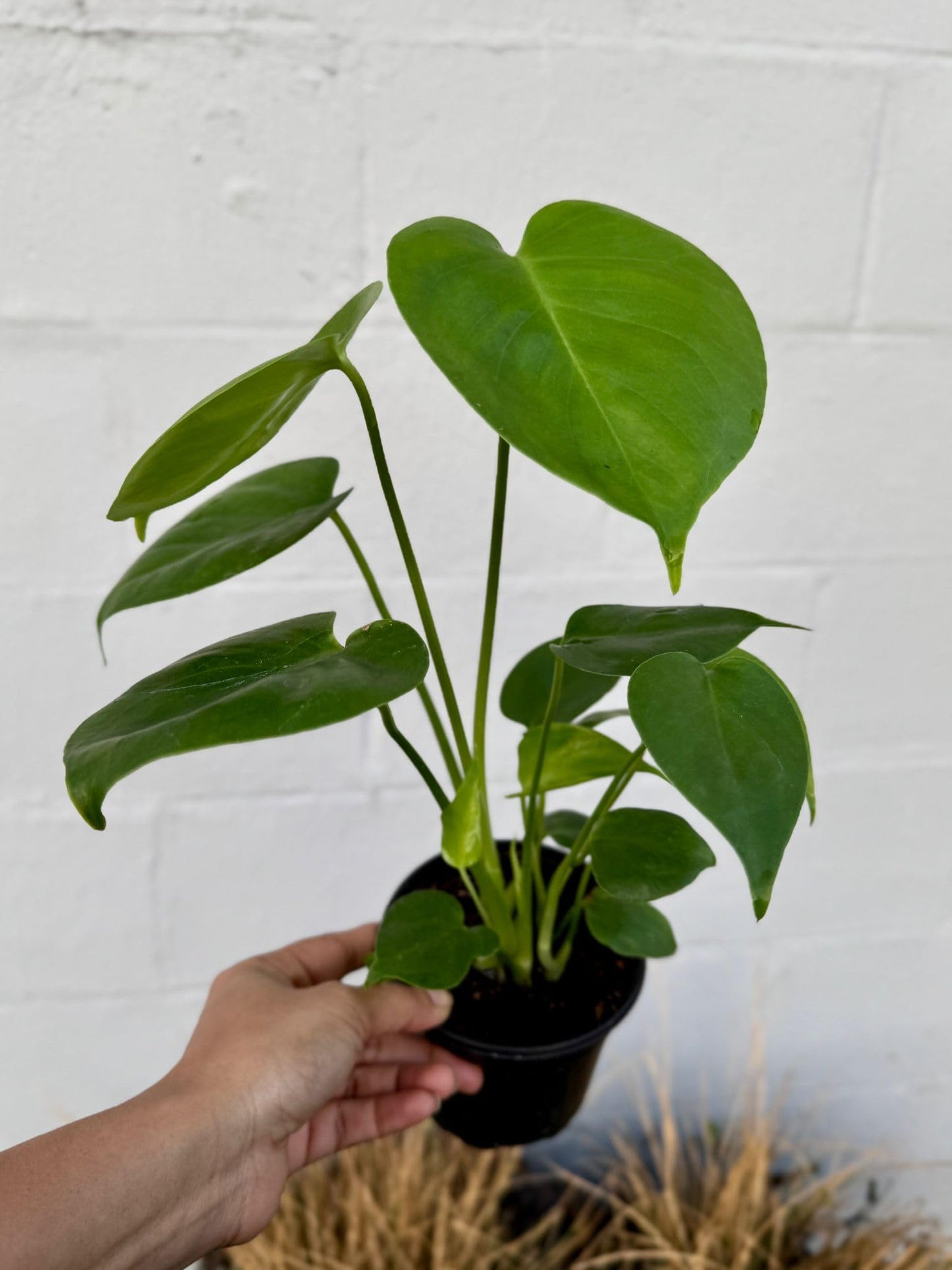 PLANTVERS Monstera Deliciosa in a 4" Grow Pot | Swiss Cheese Monstera | Tropical Houseplant | Easy Care Indoor Plant | Air Purifying Plant | Low Maintenance Indoor Plant