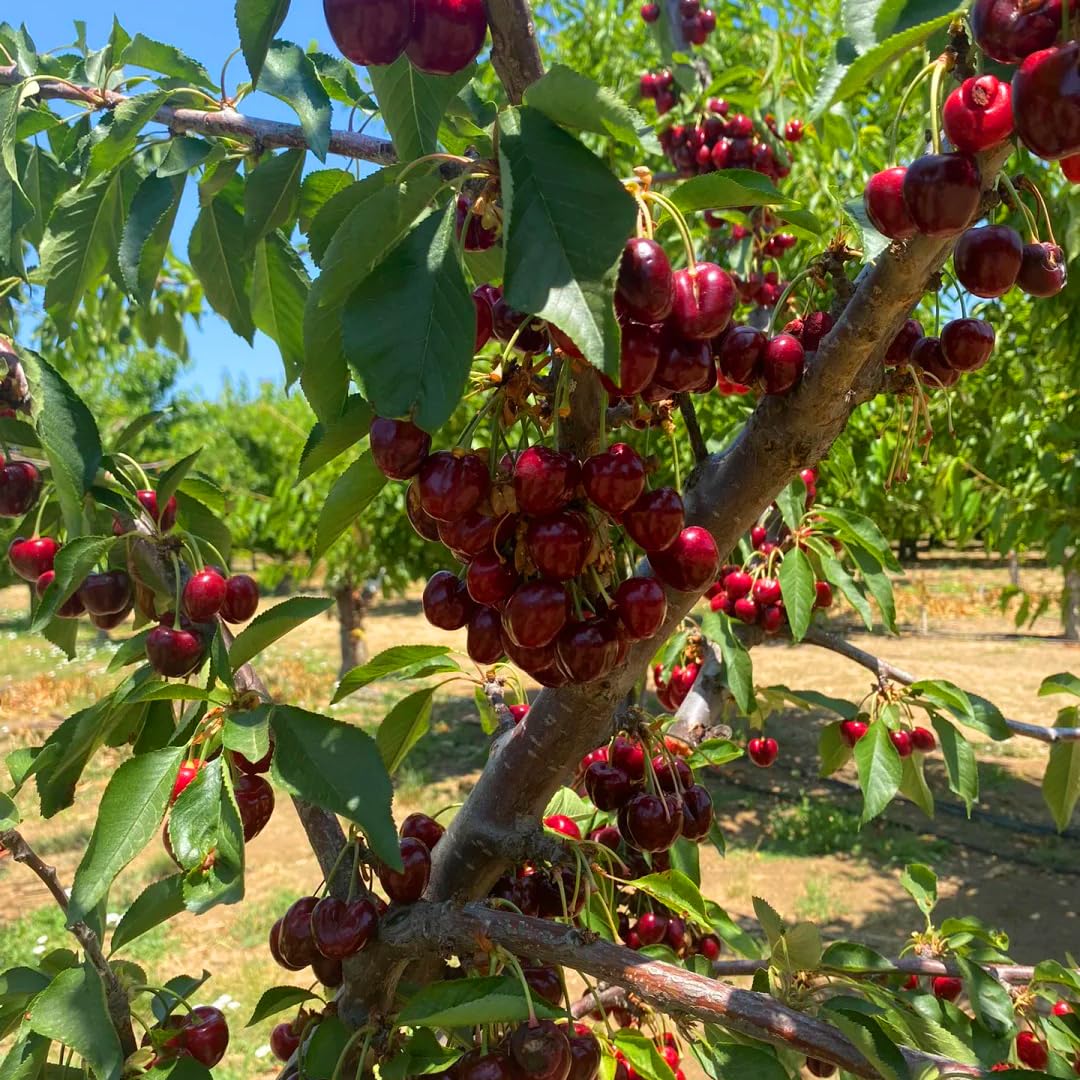 Mixrug Cherry Seeds for Planting Outdoor, 20pcs Cherry Tree Seed Non-GMO Heirloom Sweet Edible Fruit, Sweet Juicy Fruits Plant in Your Home Garden