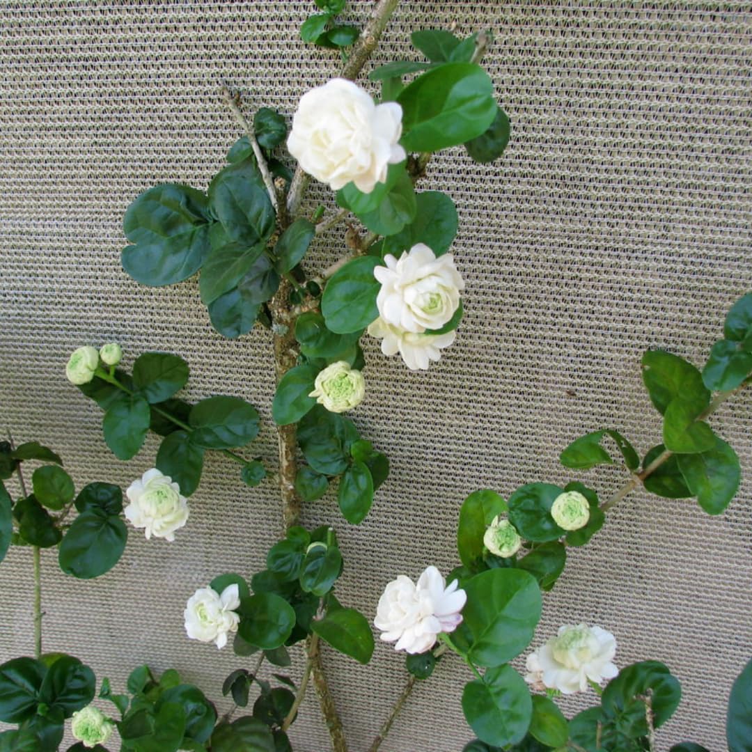 2 Double White Jasmine Plants Live, Live Jasmine Plants, Grand Duke of Jasmine Live Plants, 4 to 6 Inc Long, Sambac Jasmine Live Plants for Grow Garden