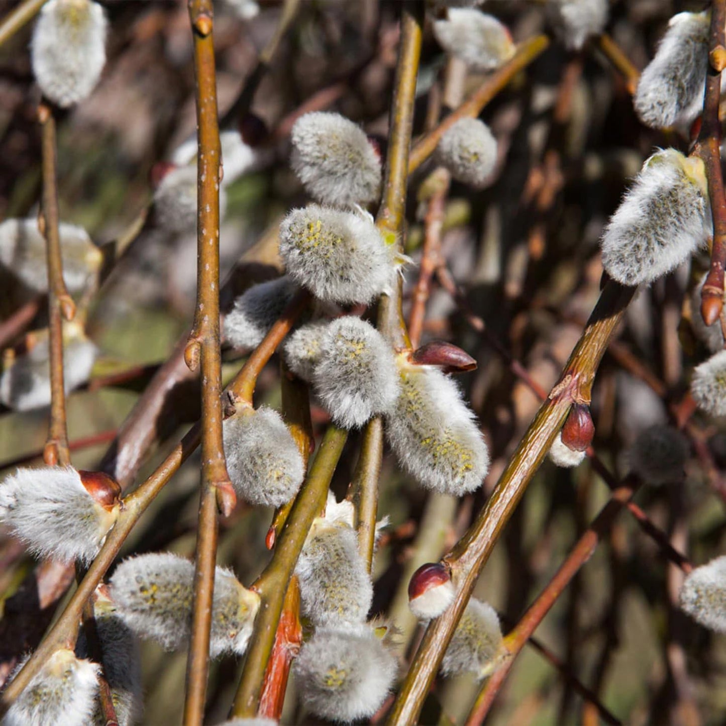 Pussy Willow Live Plant, 6-12 Inch Tall Shrub in 2.5 Inch Pot, Hardy Willow Tree for Spring Blooms and Garden Borders