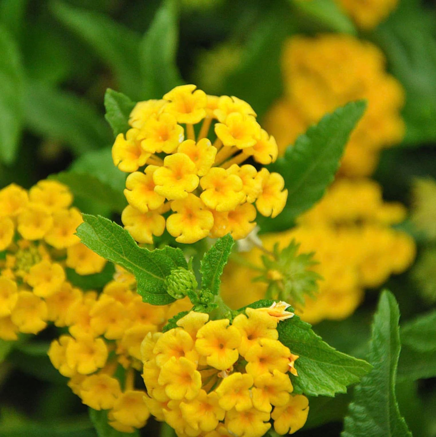 Lantana Plants Live - Chapel Hill Gold Pack of 3 Lantana Live Plants for Planting - 4-6 Inches Tall - Pollinator-Friendly, Container-Friendly, Easy Care