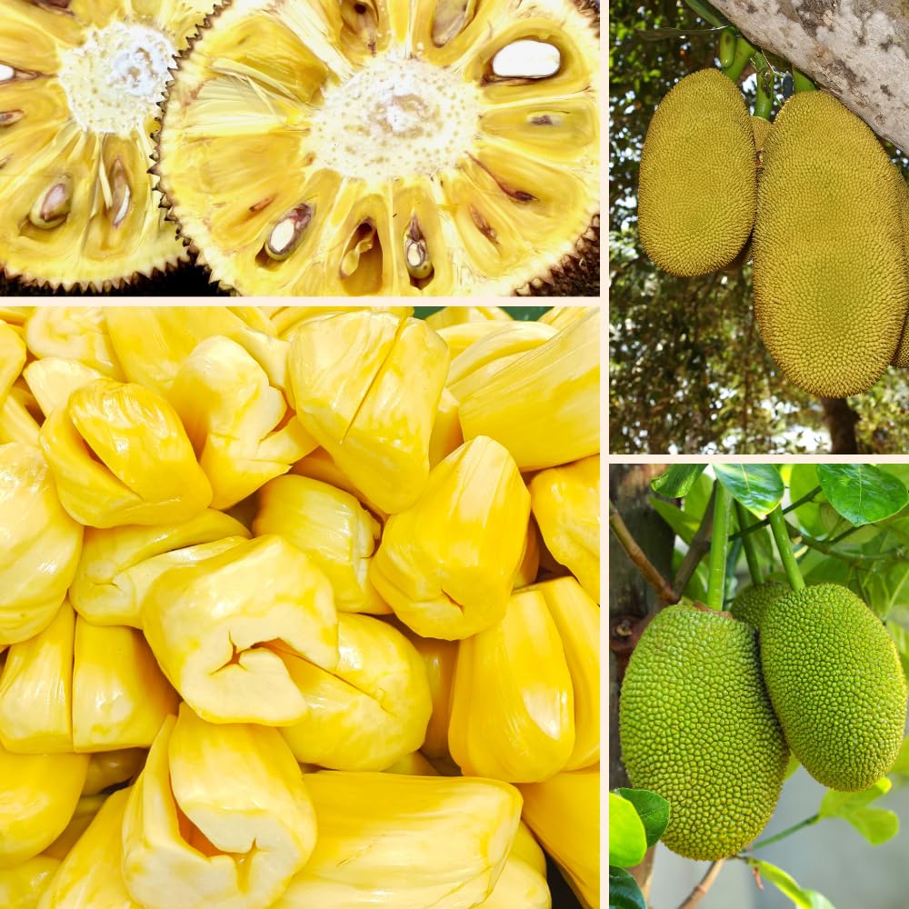 Jackfruit Live Plants, Jack Fruit Tropical Fruit Tree, Tropical Fruit Plant, 8-10 Inches in Height, 4 Inch Pot for Outdoor Planting