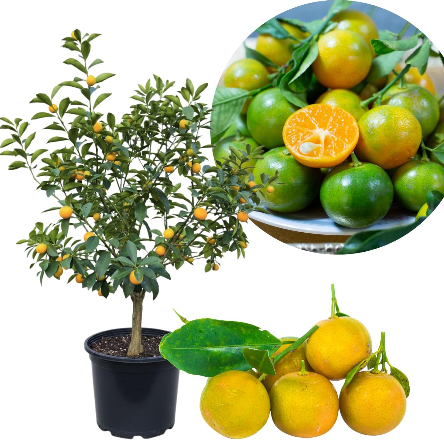 Calamansi Tree, Live Calamondin Citrus Fruit Plant in 5 Gallon Pot, Large Calamansi Kalamansi Tree for Planting Patio Garden