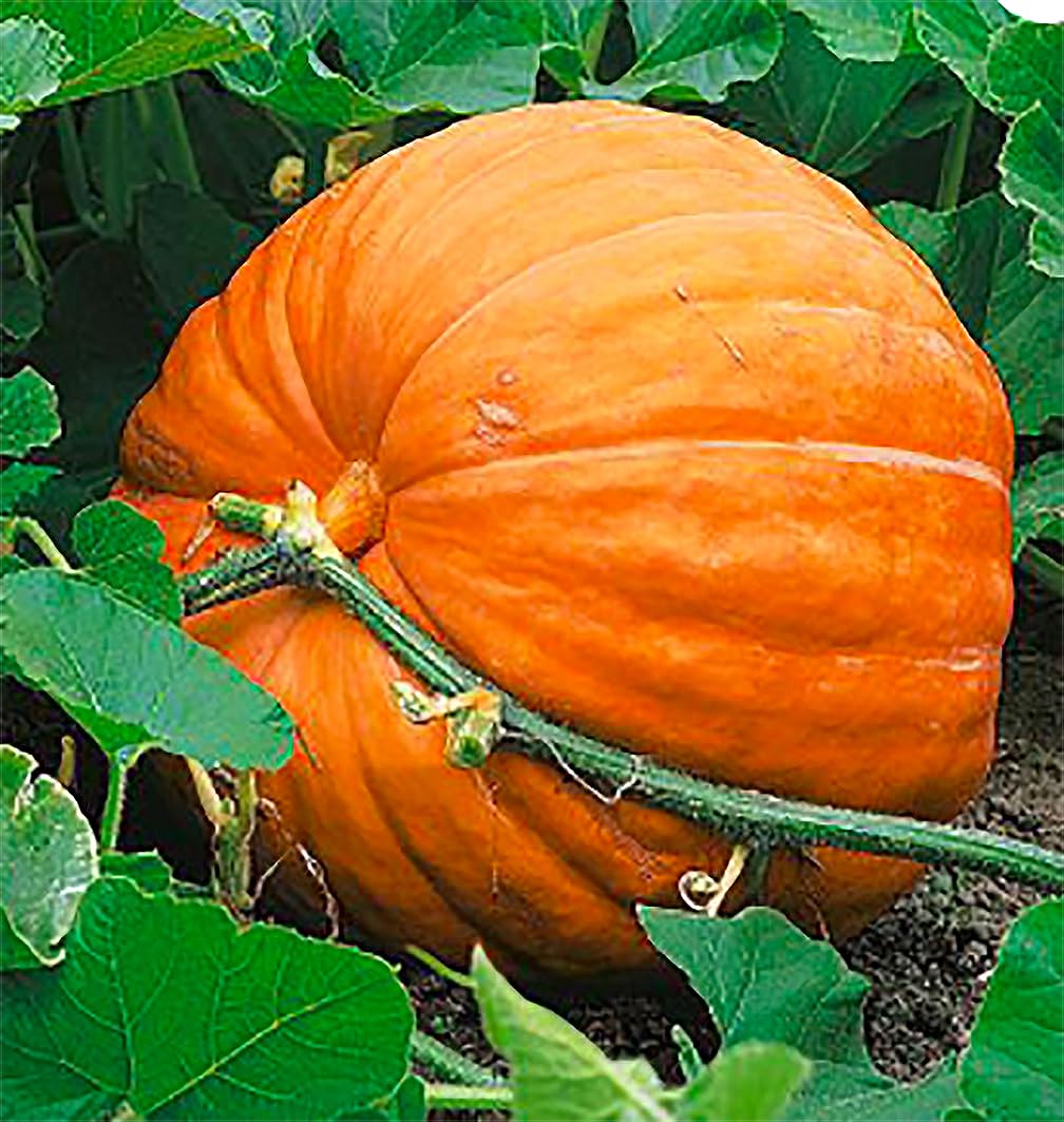 Giant Pumpkin Seeds for Planting – 10 Dill’s Atlantic Seeds for Record-Breaking Pumpkins! – Vegetables for Outdoor Planting – Grown in The USA
