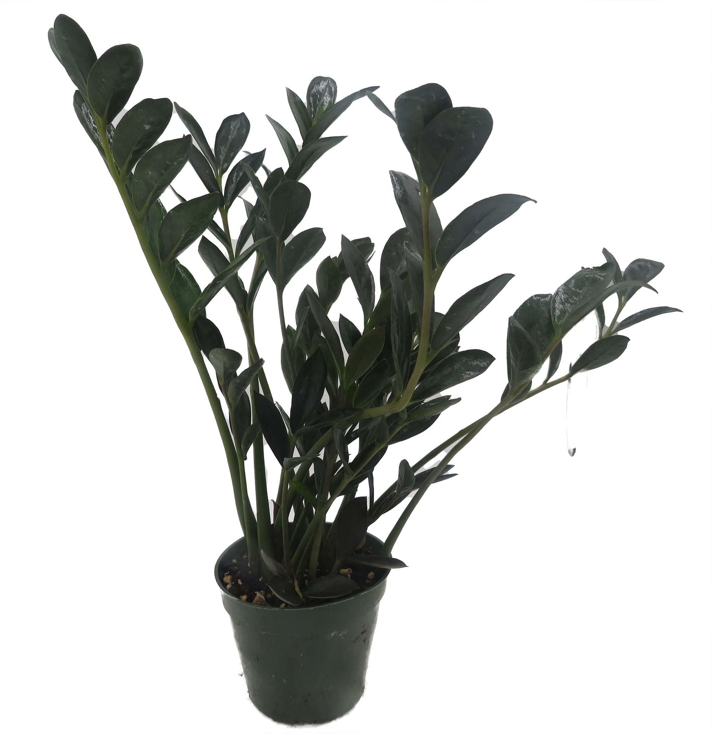 Rare Dwarf Black ZZ Plant - Zamioculcas Zamicro - 4" Pot - Houseplant