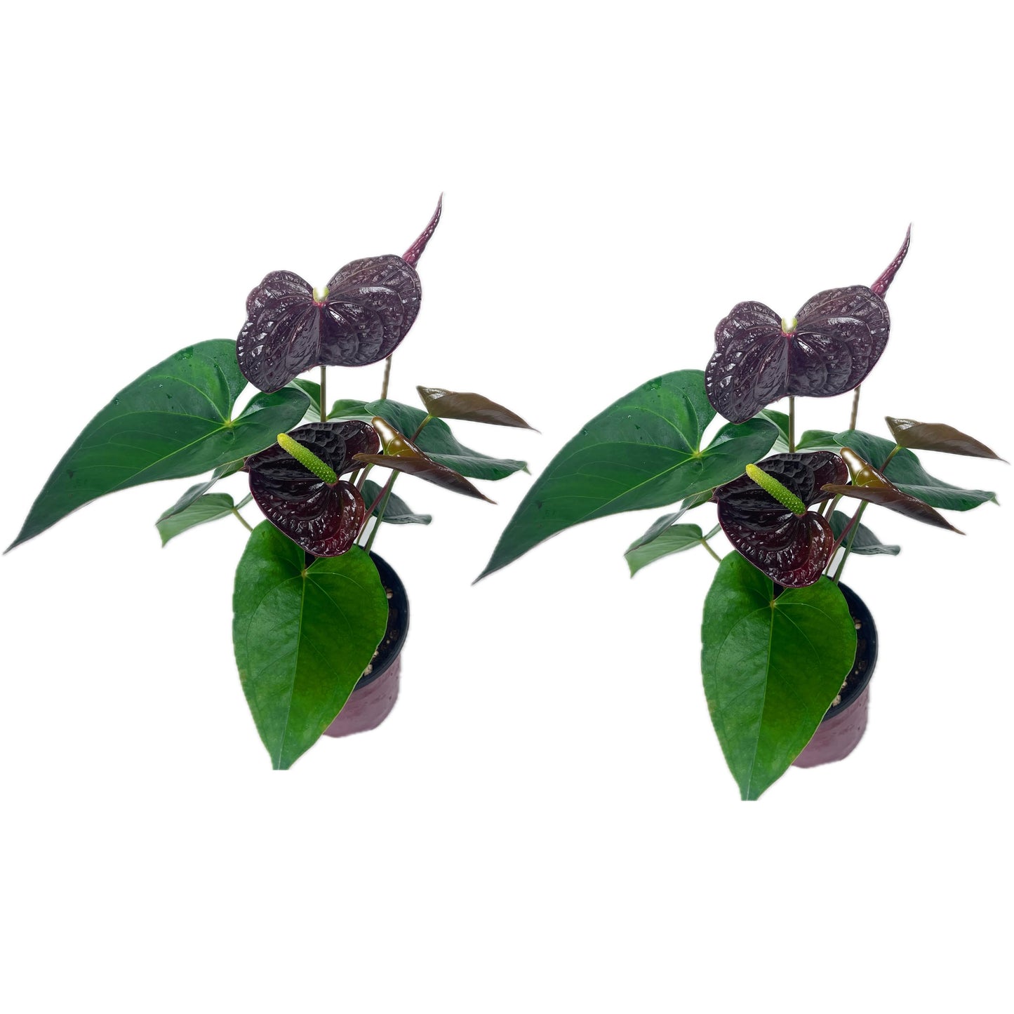 LEAL PLANTS ECUADOR Anthurium Andraeanum Mr Brown Live Plant (Pack of 2) Easy Care, Air-Purifying Indoor Plant for Wellness & Home Decor, Office Desk, Unique Sustainable Gift