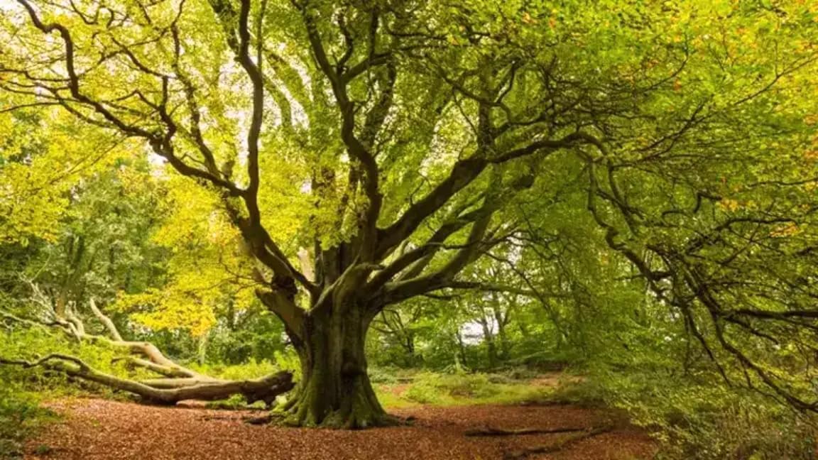 2 American Beech Trees - 12-18" Tall Live Plants - Hardwood Shade Tree Seedling - Fagus grandifolia - (2 Pack)