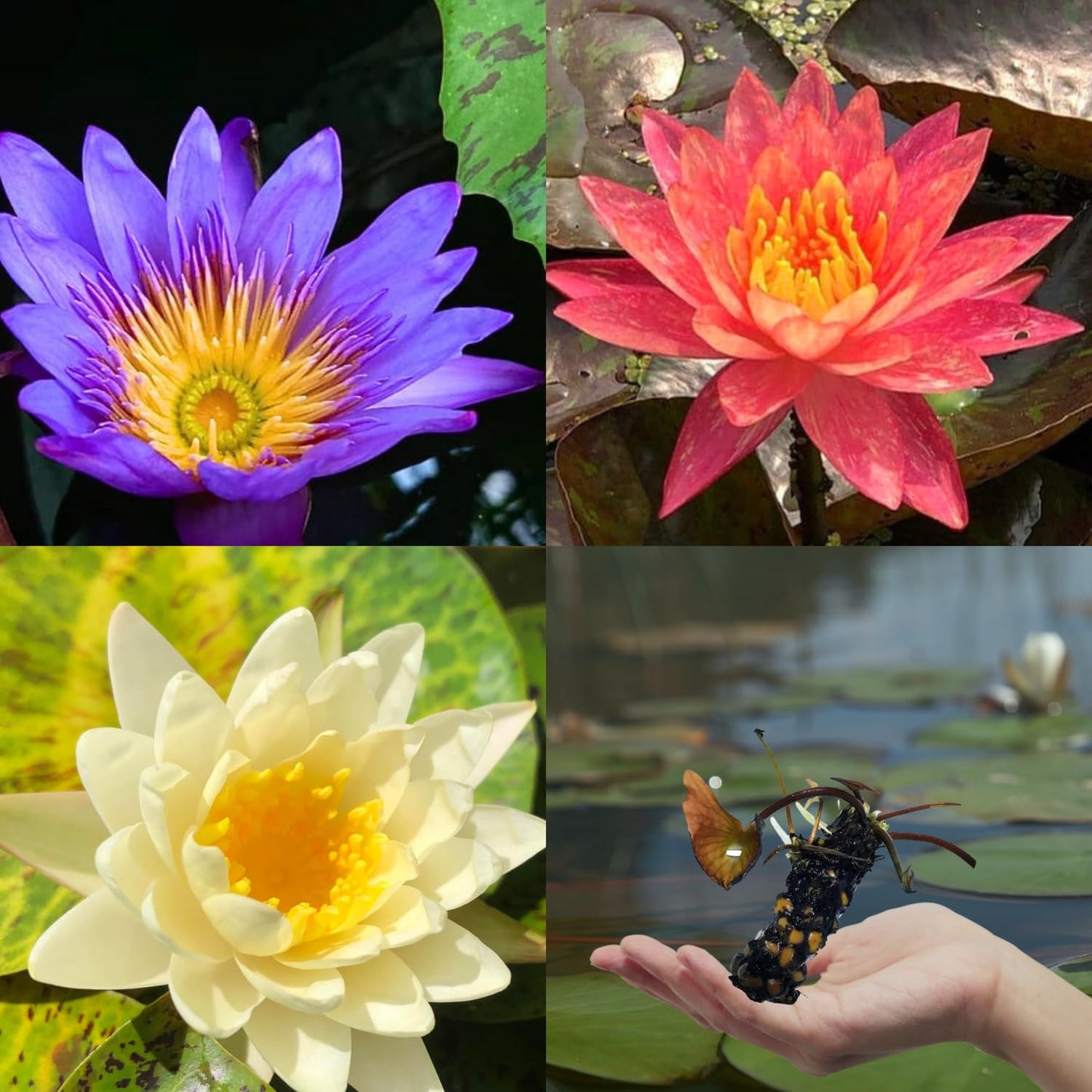 3 Pre-Grown Hardy & Tropical Waterlilies Rhizomes Live Tuber in White, Red, Blue Flower for Indoor-Outdoor Pond Decoration