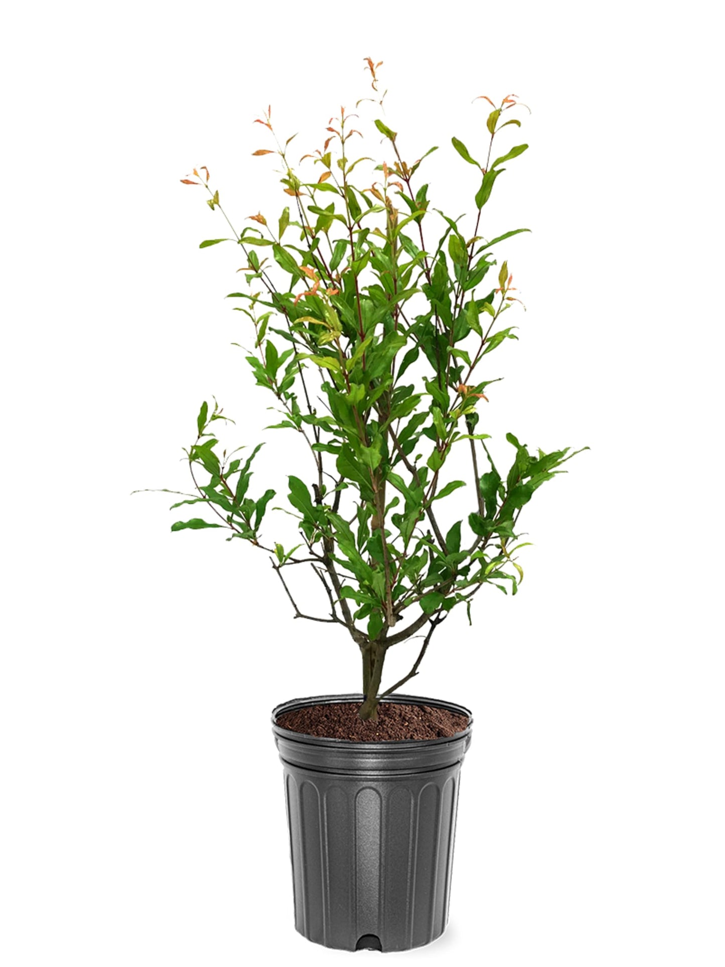 Russian 26 Pomegranate Tree, Fruit Bearing, Hardy, 1 gal Nursery Pot, 12-18 in Tree Height (Due to Agricultural Laws, we are Unable to Ship to CA, AZ, AK, or HI)
