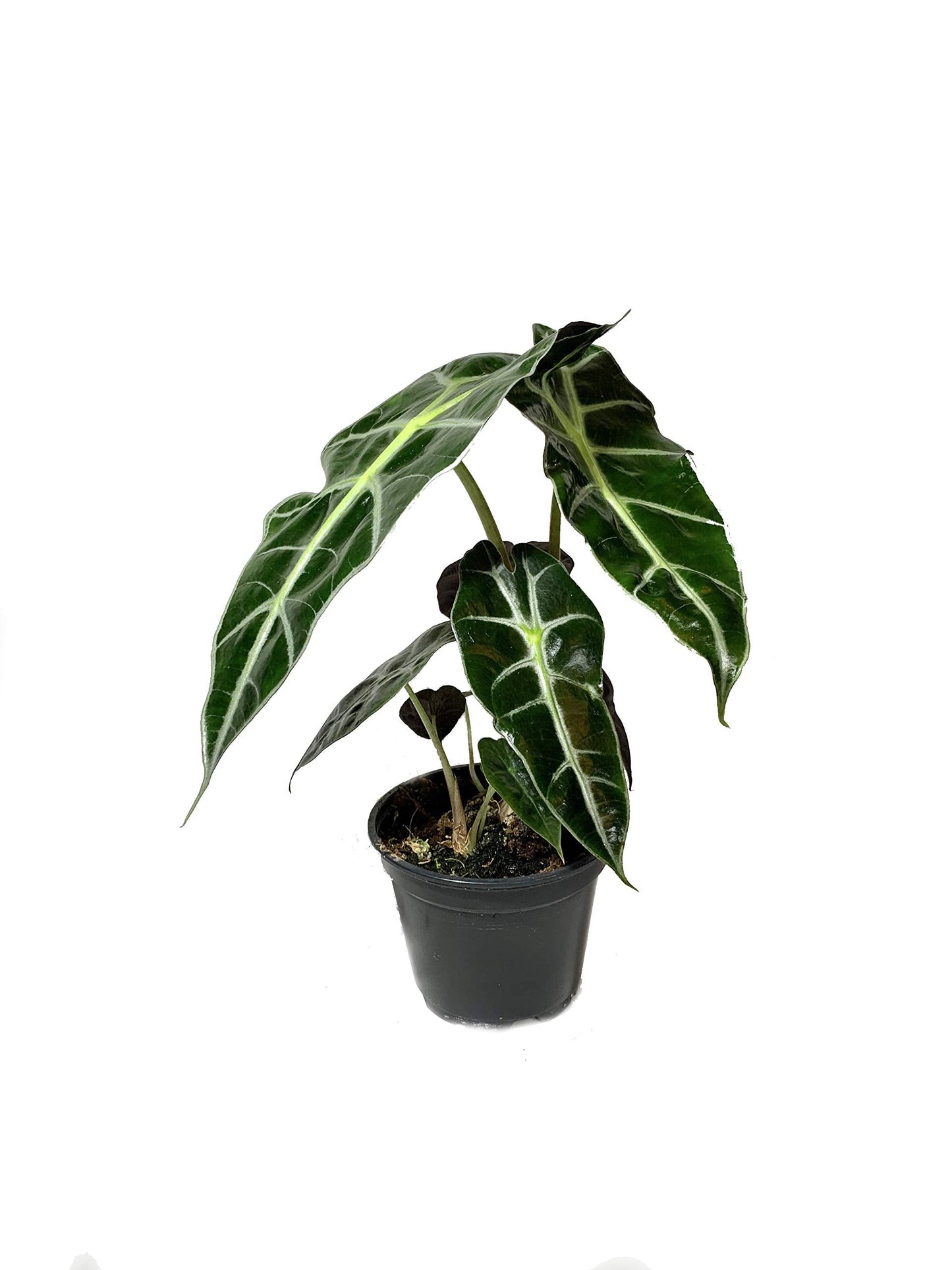 5 Pack Indoor Houseplant Collection - 5 Live Plants in 4 Inch Pots - Grower's Choice Based on Health, Beauty and Availability - Florist Quality Easy to Grow Air Purifying Indoor Plants