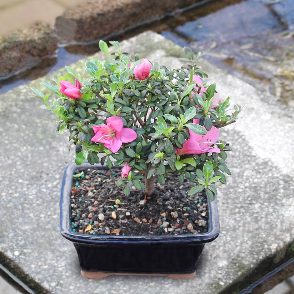 Brussel's Bonsai - Live Satsuki Azalea Flowering Bonsai Tree in Ceramic Bonsai Pot, Outdoor Bonsai Tree Live Plant, 5 Years Old, 5-8 Inches Tall, Easy Care Plant for Patio Garden (Small)