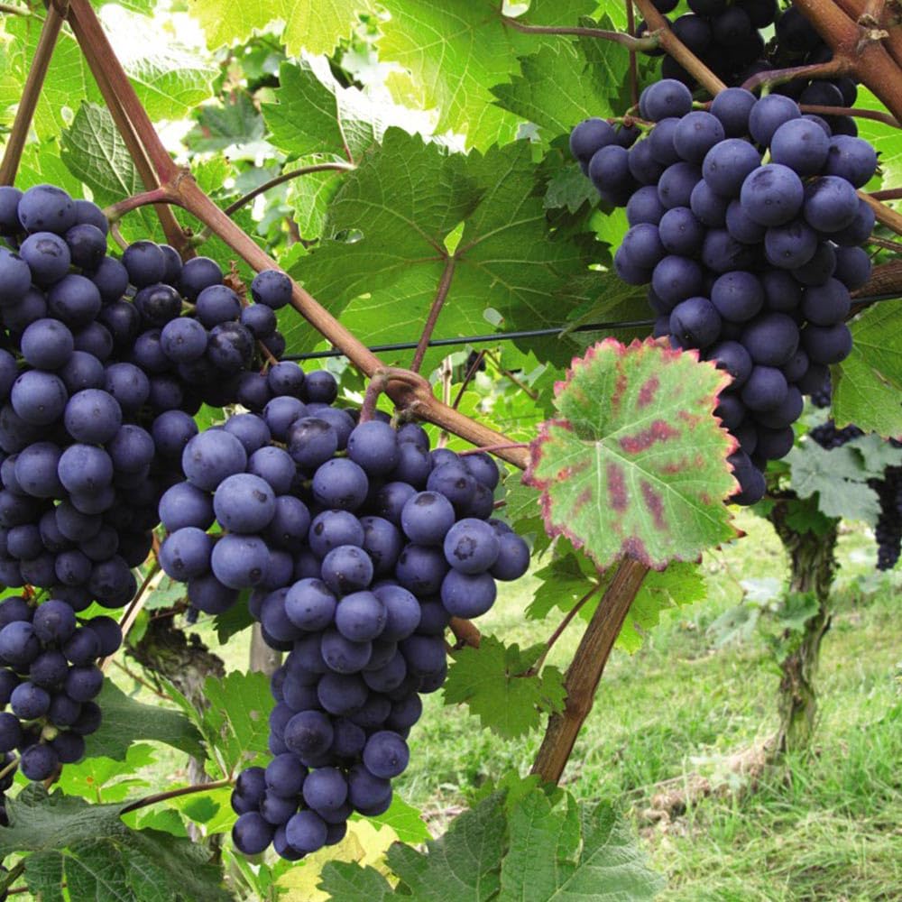 Blue Black Grape Vine, 1-2 Year Old, Live Grape Fruit Plant Live, Cold Hardy Grape Tree