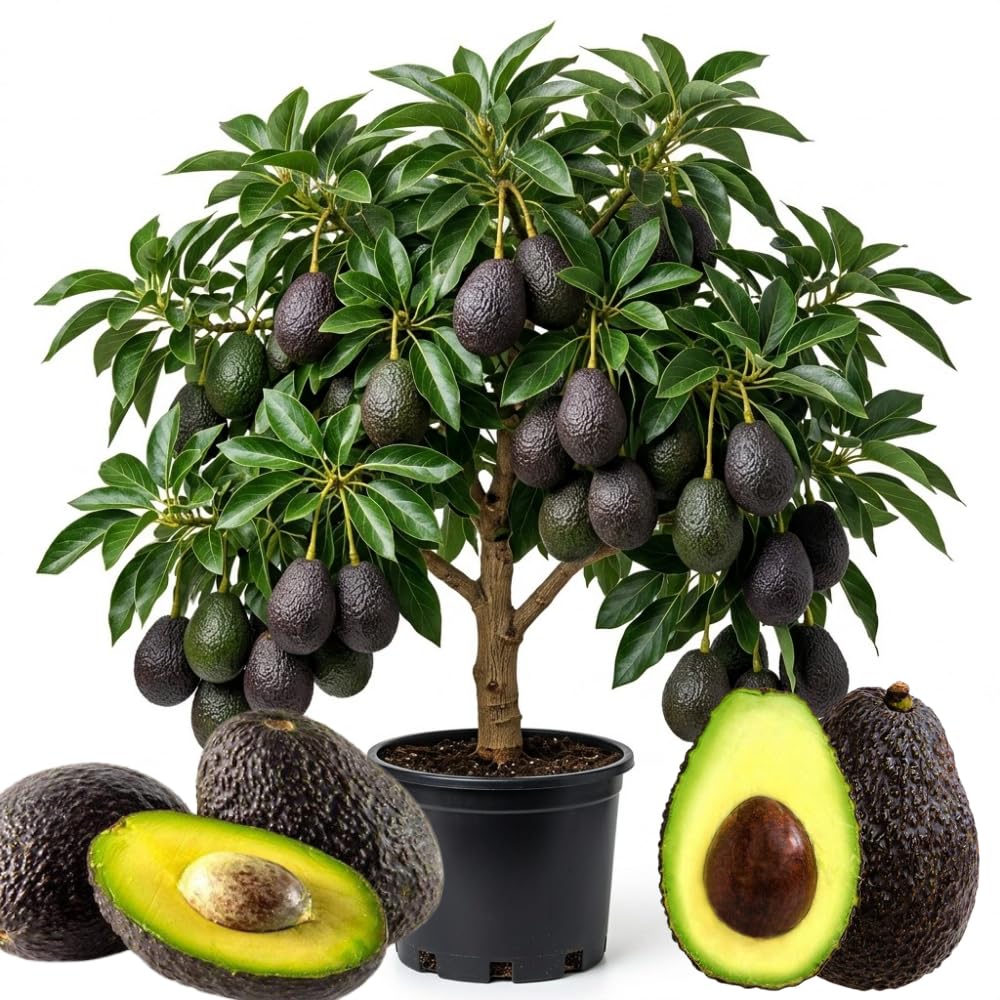 Super HASS Avocado Plant Live, Avocado Fruit Tree in 3 Gallon Pot, Cold Hardy Avocado Plant for Container or Garden, 1-2 Feet Tall, No Ship to CA