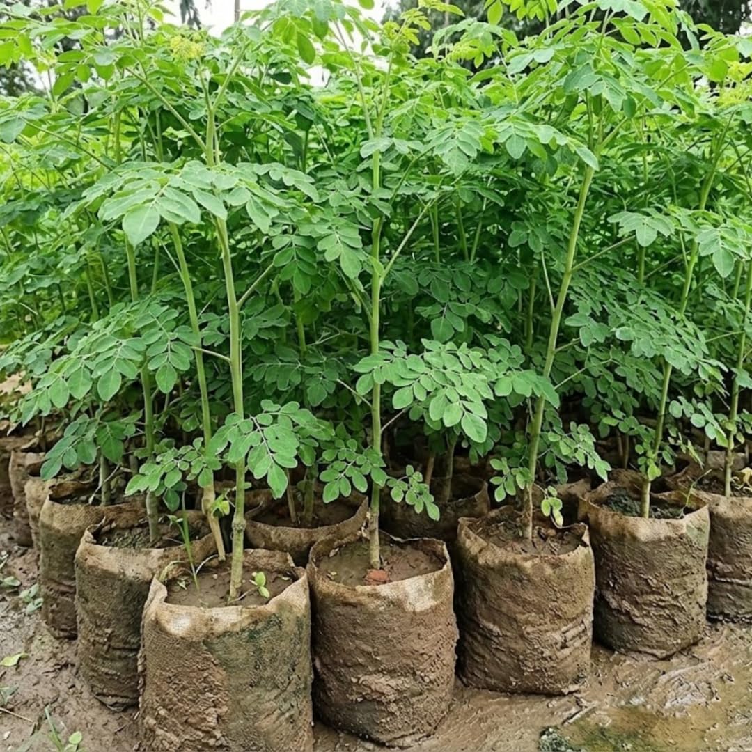 02 Malunggay Moringa Trees Plants Live for Outdoor Growing, Zones 9-11, Size 5-7" in Tall Starter Plant