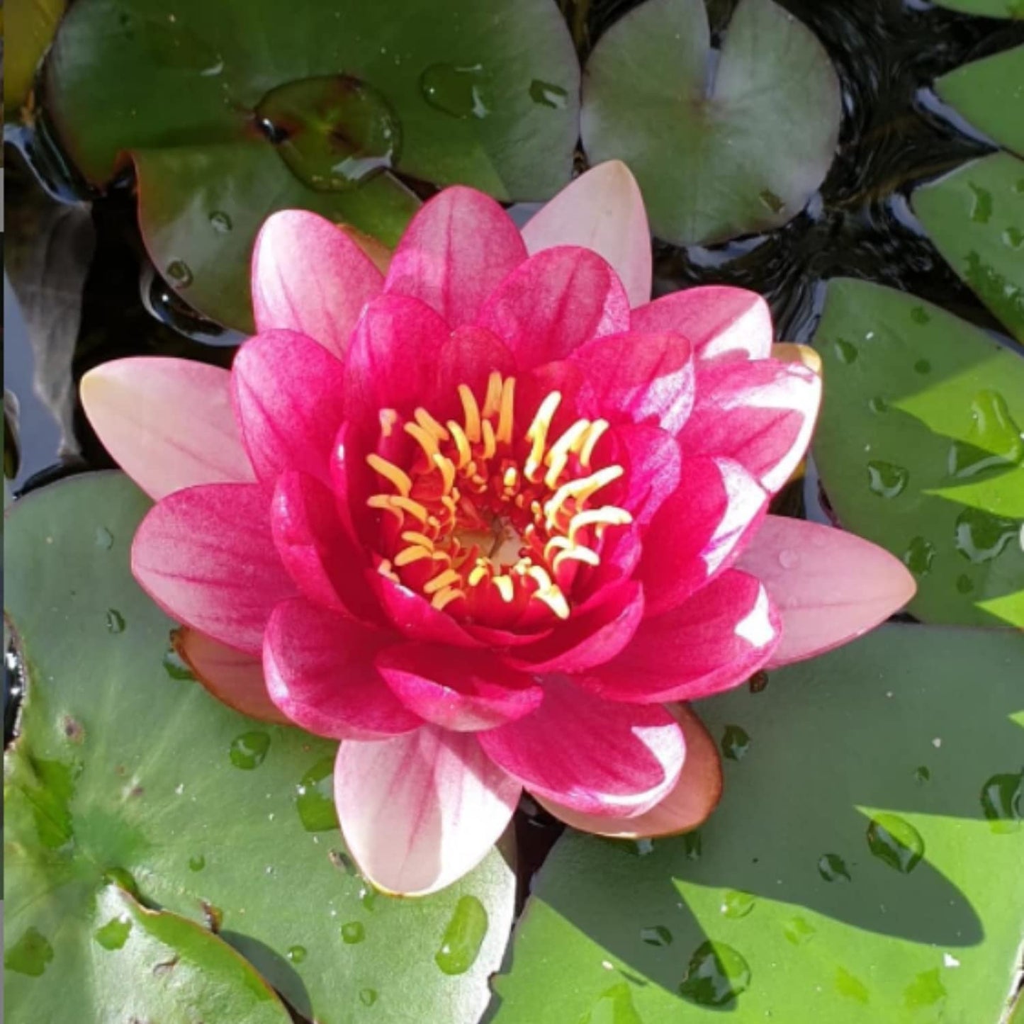 Mainam Red Nymphaea Attraction Live Aquarium Plant Hardy Water Lilies Tuber for Freshwater Fish Pond Balcony