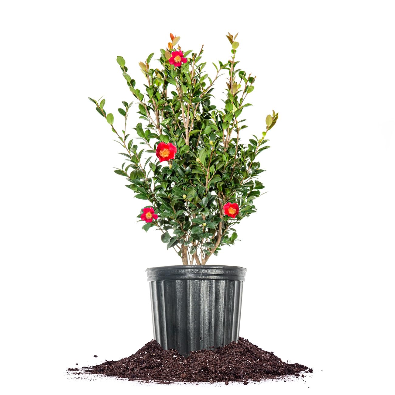 PERFECT PLANTS Yuletide Camellia Bush 1 Gallon | Live Shrub for Outdoor Planting | Beautiful Early Spring Flowers | Red Flower with Yellow Center