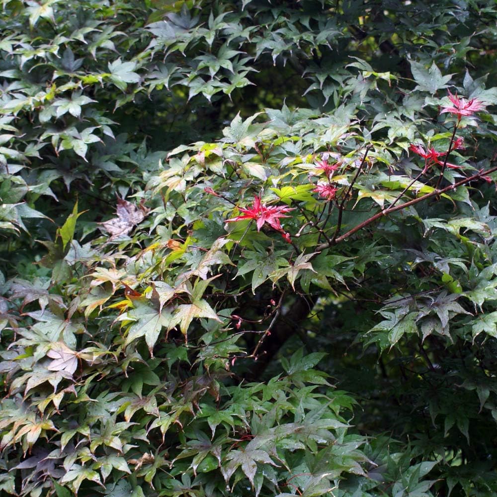 Brighter Blooms - Bloodgood Japanese Maple Tree, 3-4 ft. - No Shipping to AK, AZ, HI