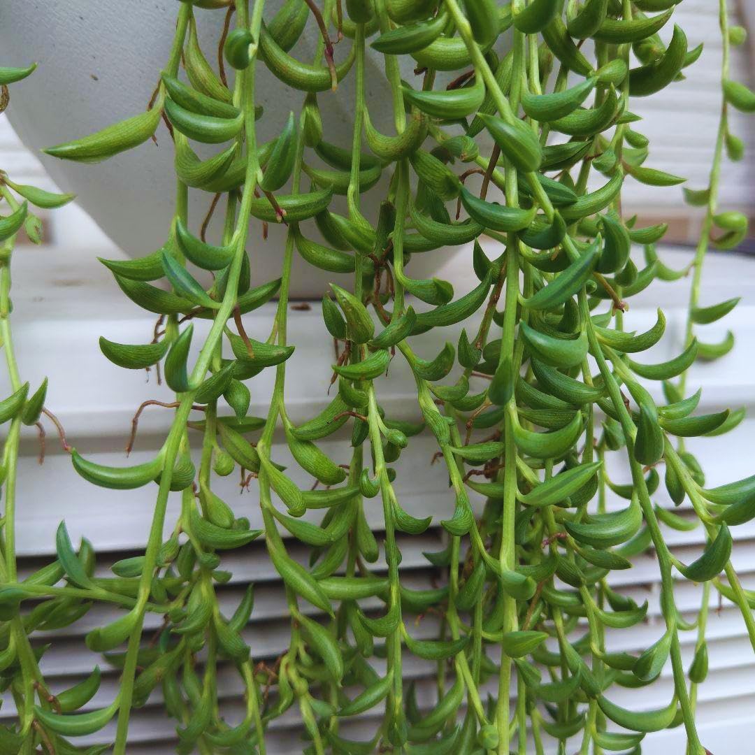 String of Banana Live Plants, Easy Indoor Trailing Succulent in 2.5" Pot, Hanging Succulent Houseplant Indoor Outdoor Planting