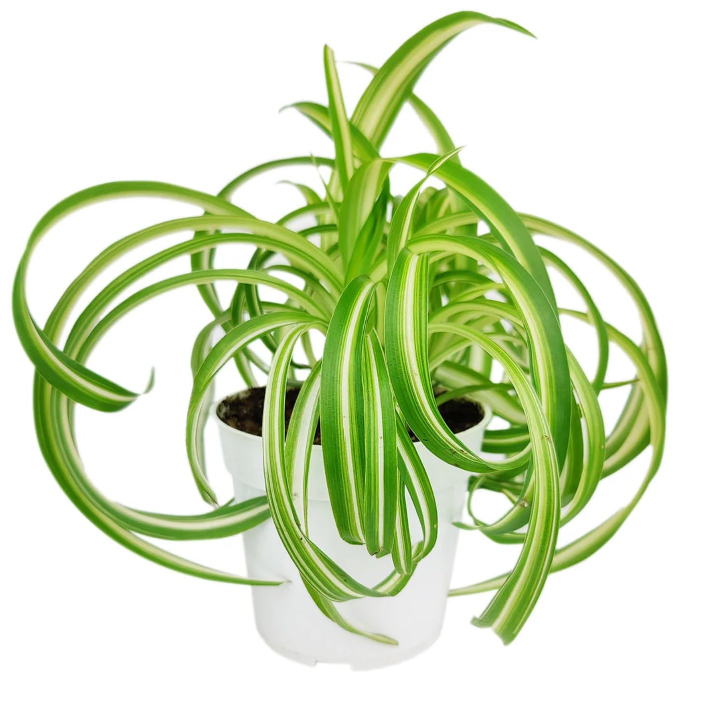 Curly Spider Plants Live House Plant | 4 Inch Pot Hanging Bonnie Spider Plant | Low Maintenance, Thrives in Home & Office, Perfect for Plant Enthusiasts