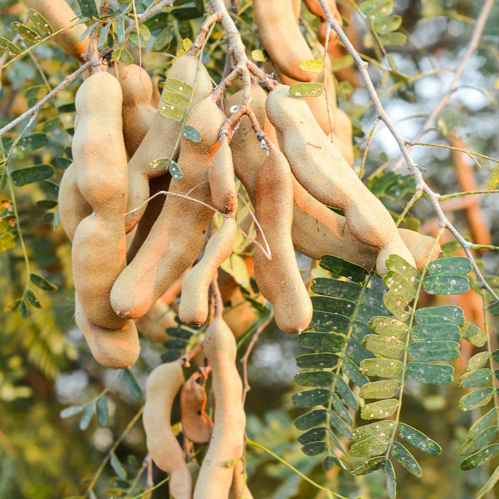 Tamarind Live Plant, Tamarind Tree for Planting, Fruit Perennial Tropical Plants, 2 to 3 feet Tall in 1 Gallon Pot
