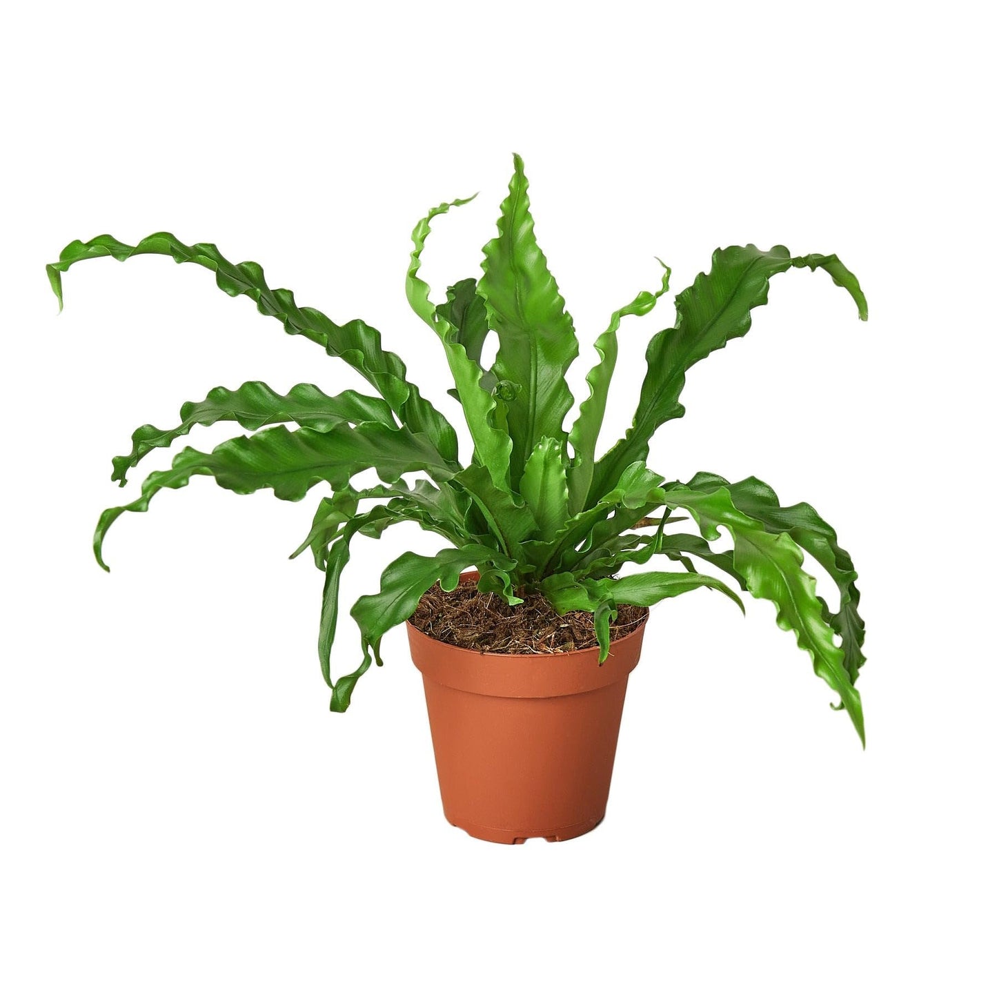 Bird’s Nest 'Victoria' Fern Size: | Live Plant for Indoor & Outdoor | for Living Room, Office, Bathroom | (4" Pot)