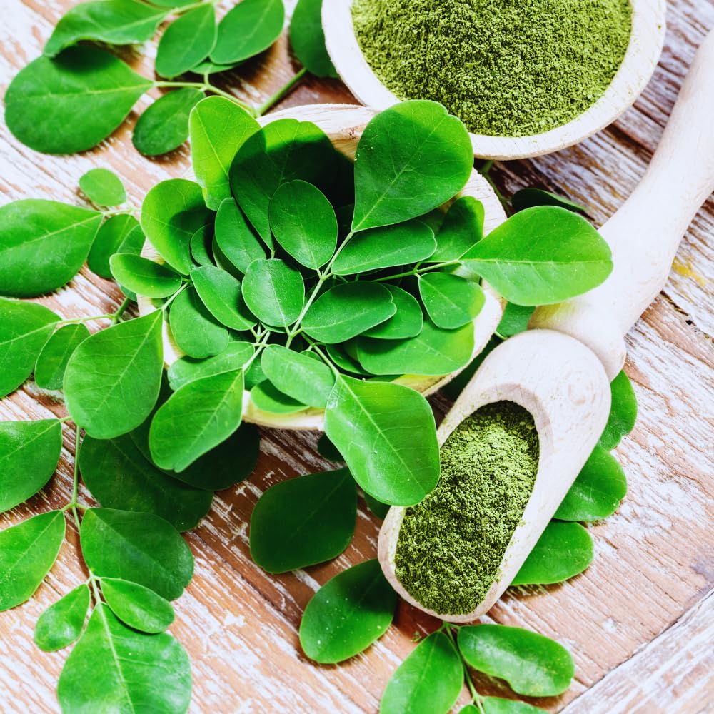 Moringa Tree Plant Live Moringa Plant for Garden, 4 Inc Pot