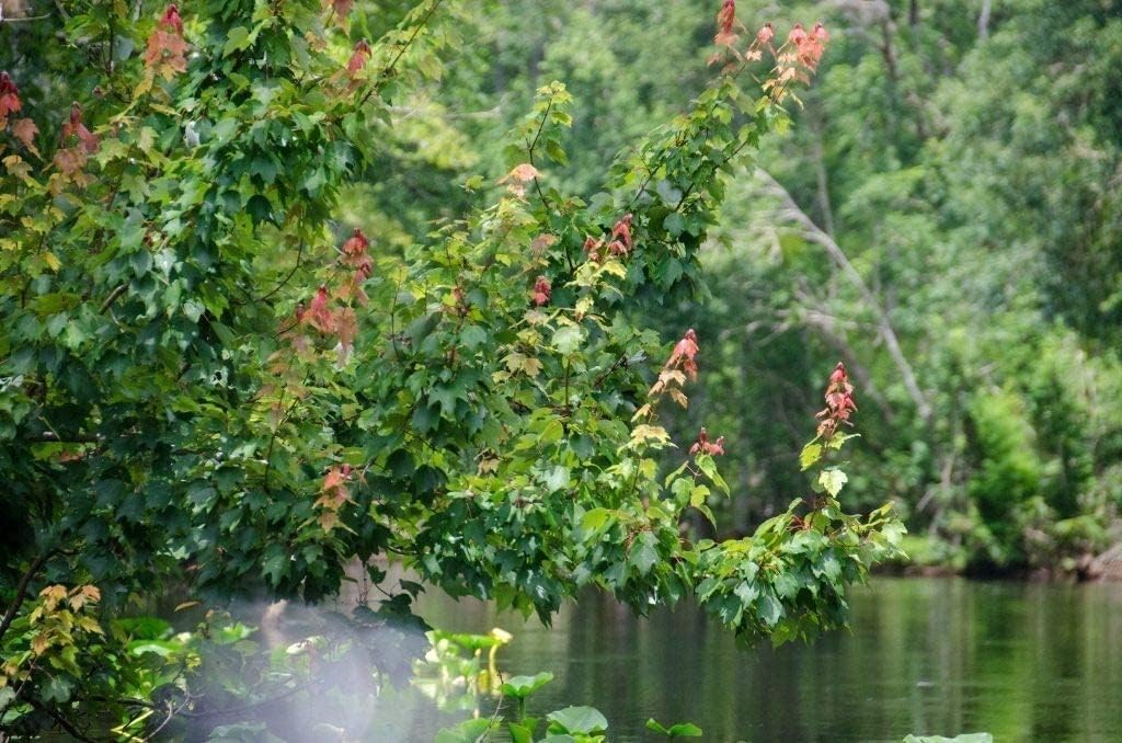 Red Maple Tree | 3 Live Trees | Acer rubrum | Native American Beauty Fast-Growing Shade Tree | Fall Foliage Wildlife-Friendly Habitat
