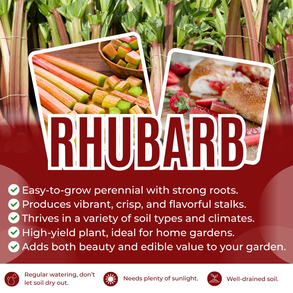 5 Rhubarb Roots for Planting, Crown Rhubarb Rhizomes Perennial Vegetable Plants, Cold Hardy Garden for Outdoor Growing