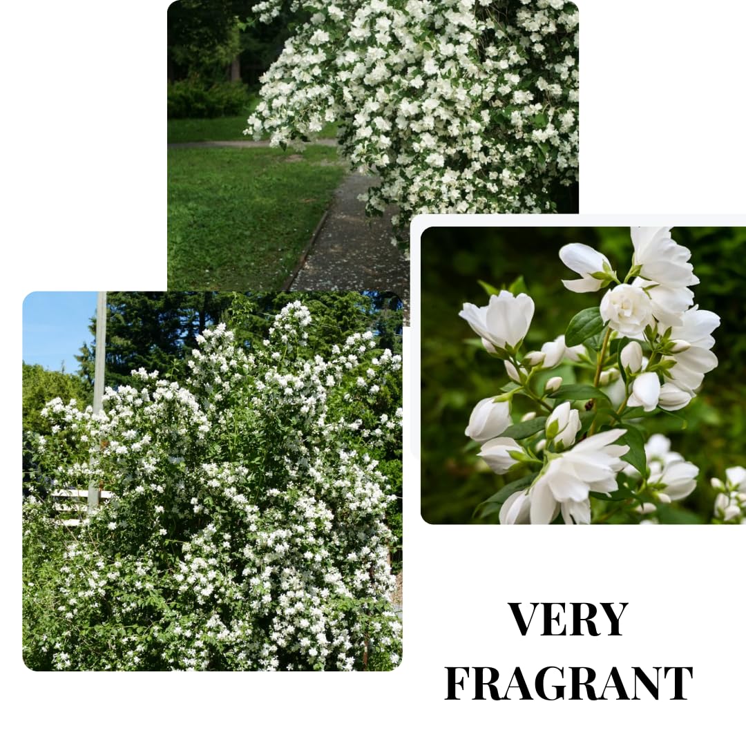Mock Orange Bush, Philadelphus Shrub Live Plant, Sweet Fragrant Mock Orange Plants Tree Live in Pot, 5-8 Inc Tall