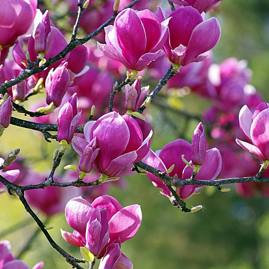Ann Magnolia Tree Live Plant 6 to 12 Inch Height, Fragrant Magnolia Plant Live to Grow, Magnolia Bush Flowers in 3 Inch Pot