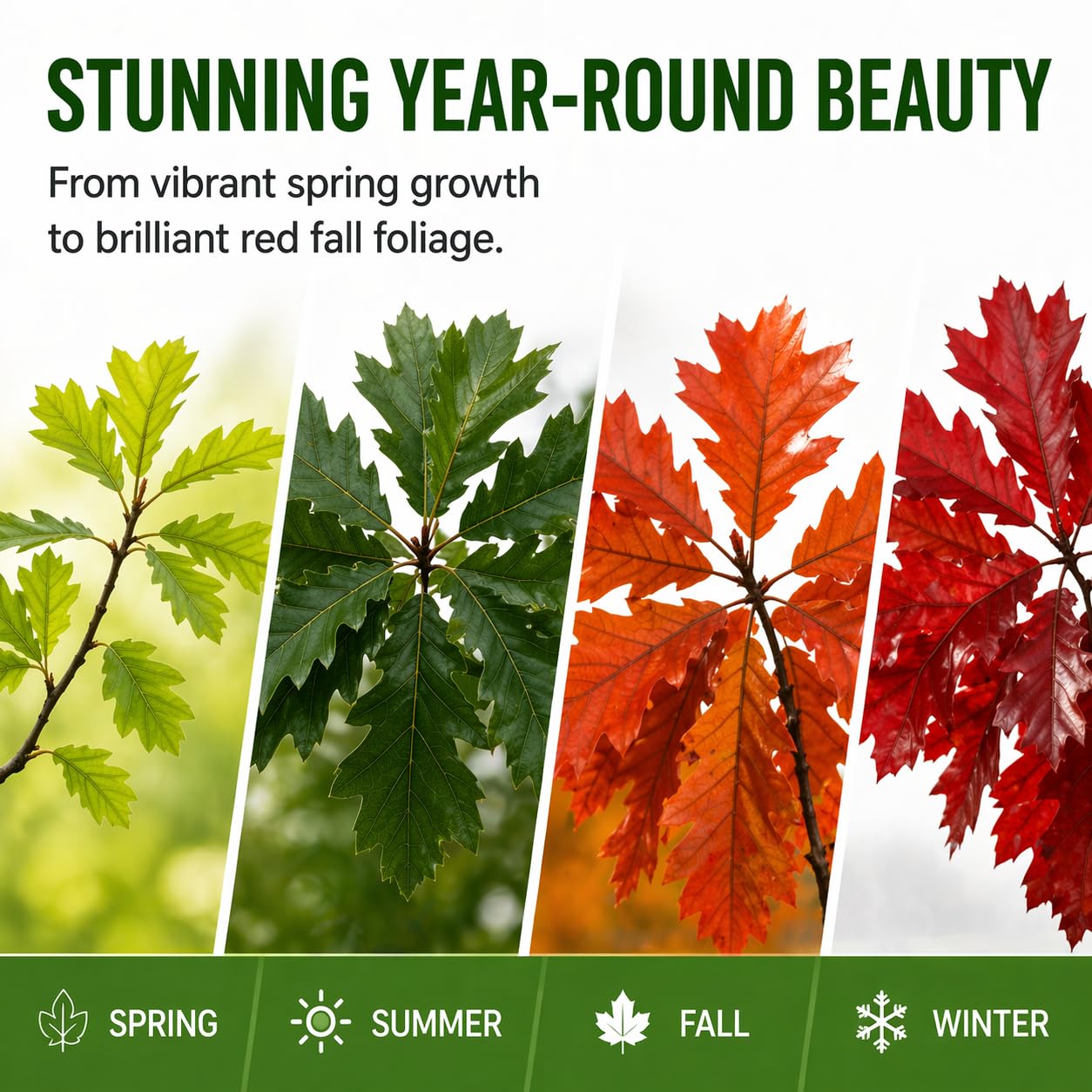 Live Red Oak Tree Seedlings for Planting (Quercus rubra) – Grow Your Own Fast Growing Shade Trees – Hardy Outdoor Landscape Trees – No Shipping to California