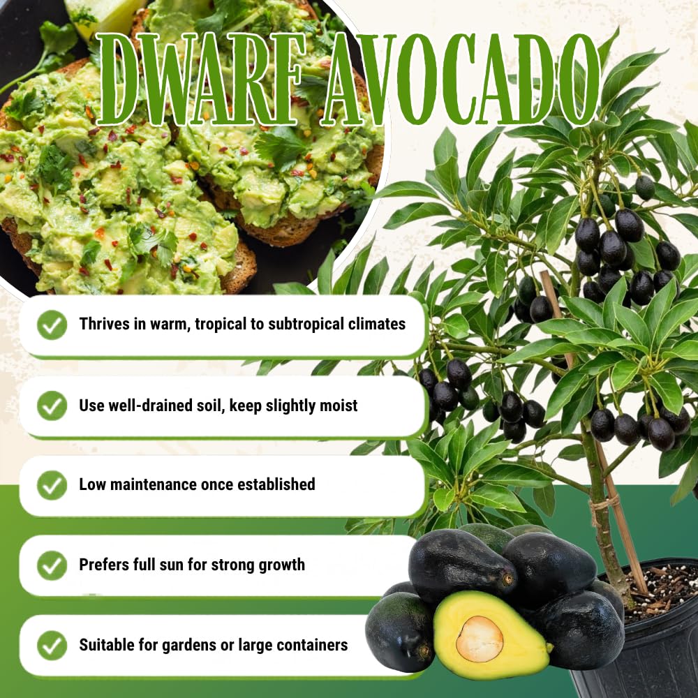 Dwarf Avocado Plant Live, Avocado Fruit Tree in 3 Gallon Pot, Cold Hardy Avocado Plant for Container or Garden, 1-2 Feet Tall, No Ship to CA