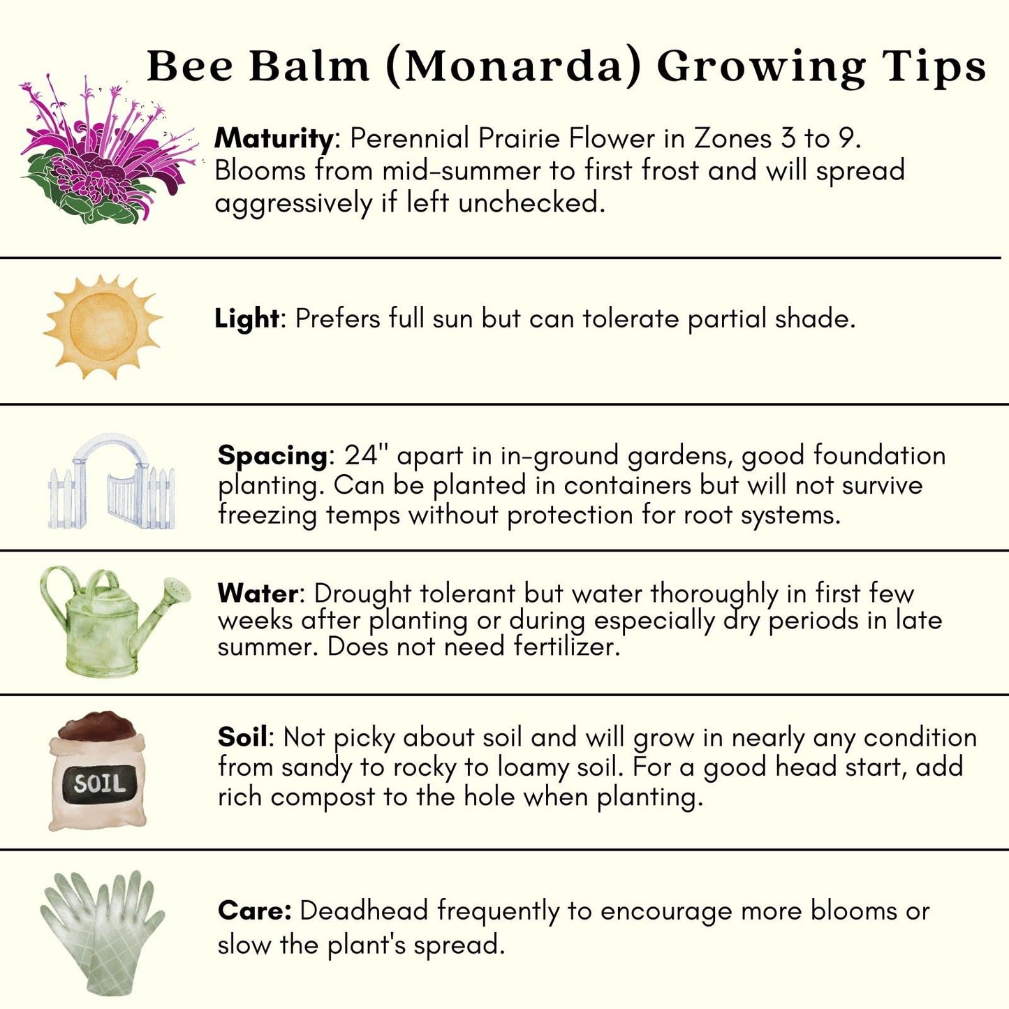 Clovers Garden Bee Balm Jacob Kline (Monarda) Plants – Two (2) Live Plants – Non-GMO - Not Seeds - Each 4" to 8" Tall – in 4" Inch Pots – Hardy Flowering Perennial, Pollinator Favorite (Jacob Kline)