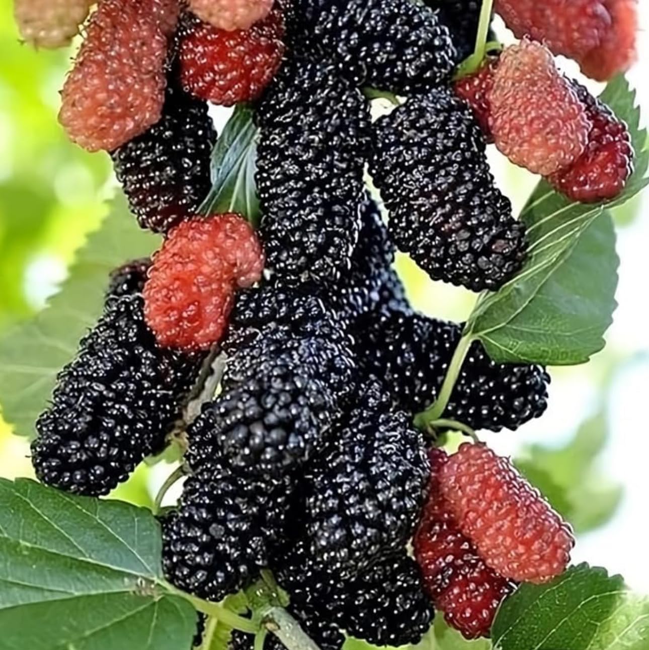 Mulberry Dwarf Everbearing 1 Live Plant in 3x6 Inch Pot