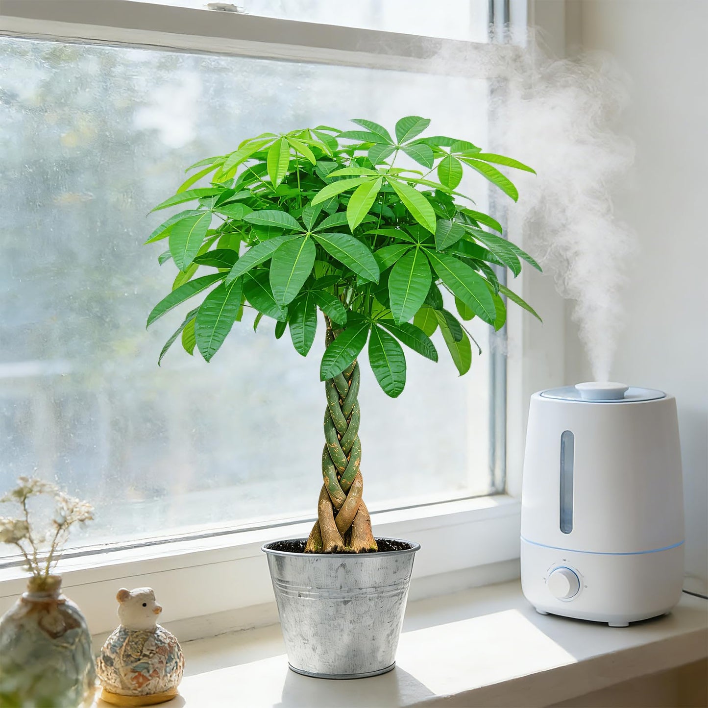 Live Plants Money Tree in 4" Matte Gray Pot, Easy to Grow Houseplant, Indoor Bonsai, Home Office Decor, Birthday Housewarming Gift