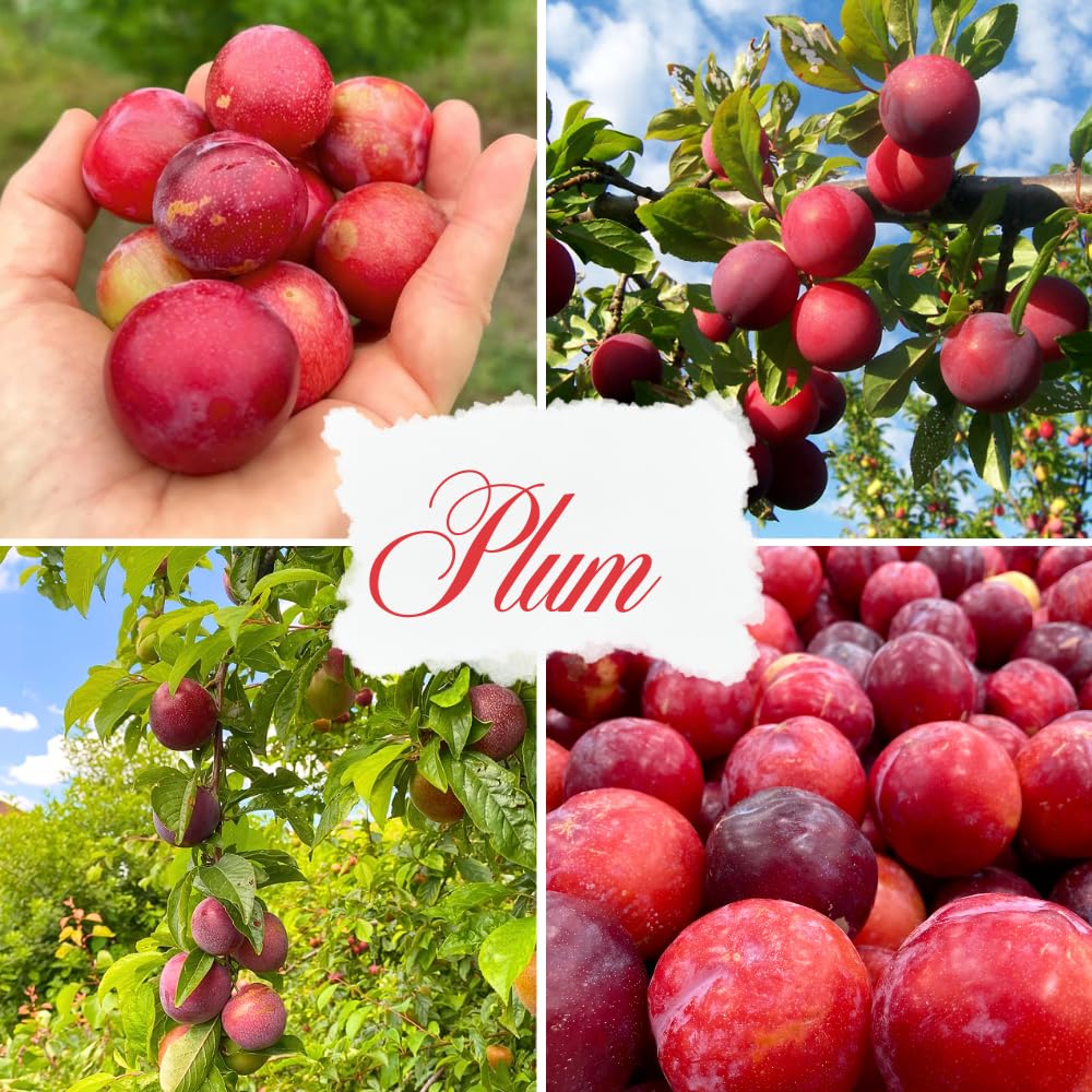Plum Tree, Plum Live Plant, Sweet Fruit Plant, Live Fruit Tree for Outdoor Planting, 3 Feet Tall in 3 Gallon Pot, No Ship to CA (Red)