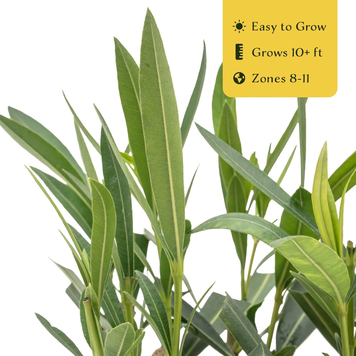 3 White Oleander (Nerium Oleander ‘Sister Agnes’) | Fast-Growing Evergreen Flowering Shrub with Pure White Blooms and Dense Green Foliage | 2.5” Nursery Cubes, Ready-to-Plant Live Starter Plants