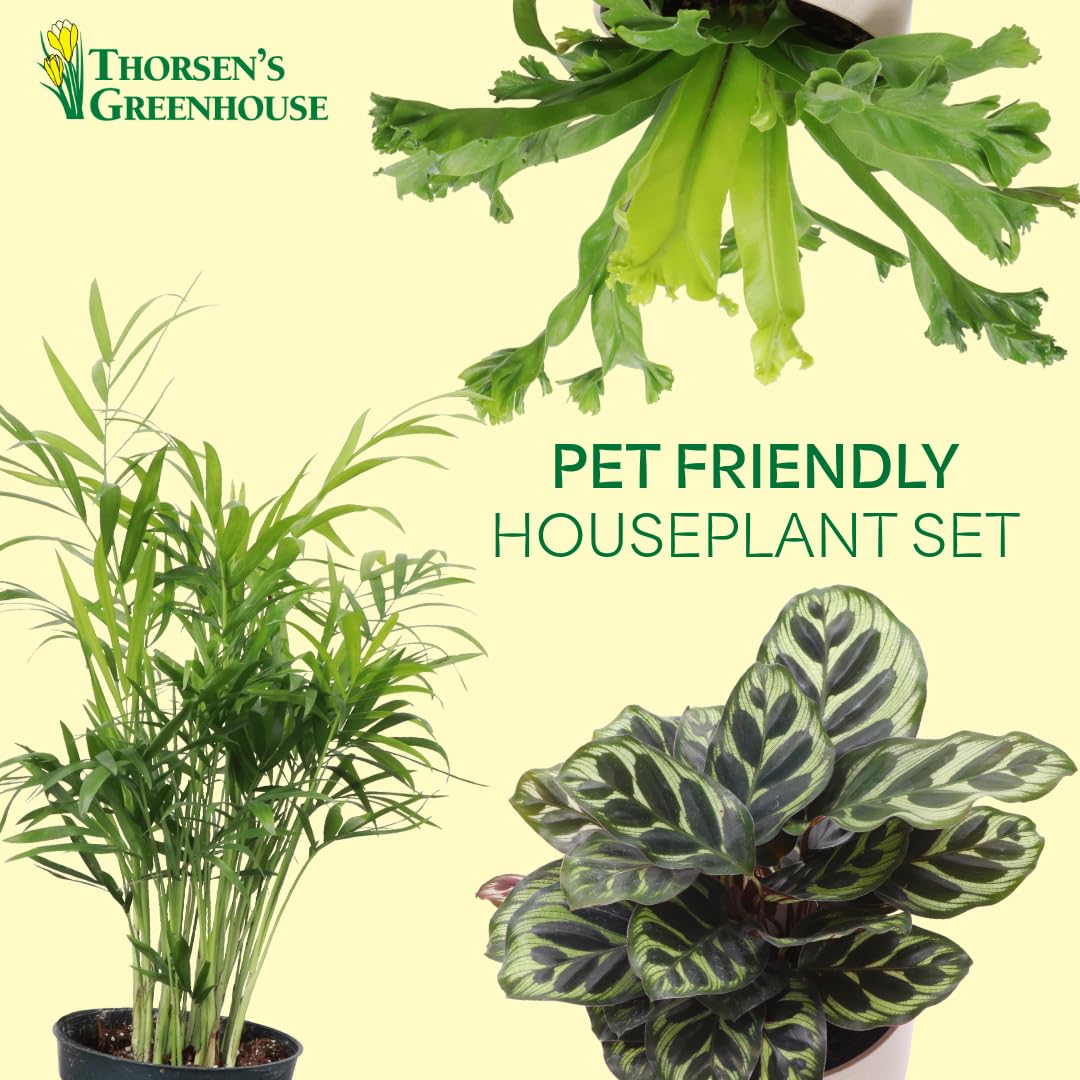 Thorsen's Greenhouse Live Pet Friendly Indoor Houseplants, Live Plants, Safe for Pets, 4" Diameter Pot, 3-Pack (Natural)