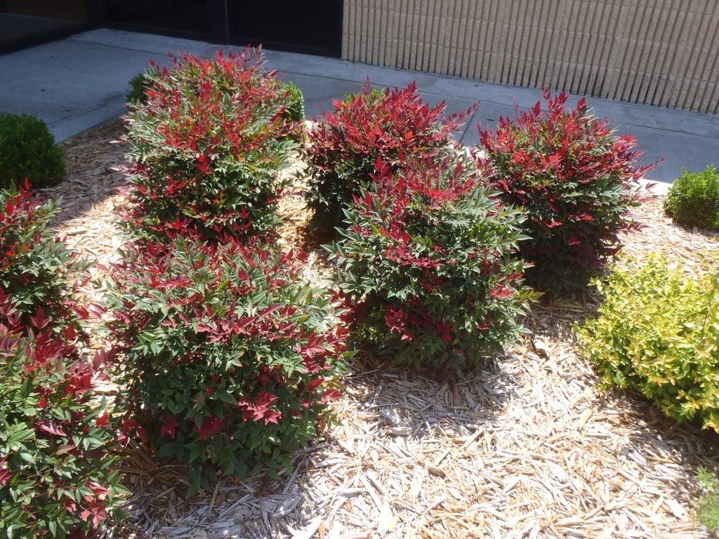 Nandina Domestica | 2 Extra Large Trade 3 Gallon Plants | Heavenly Bamboo | Vibrant Year-Round Color | Low Maintenance