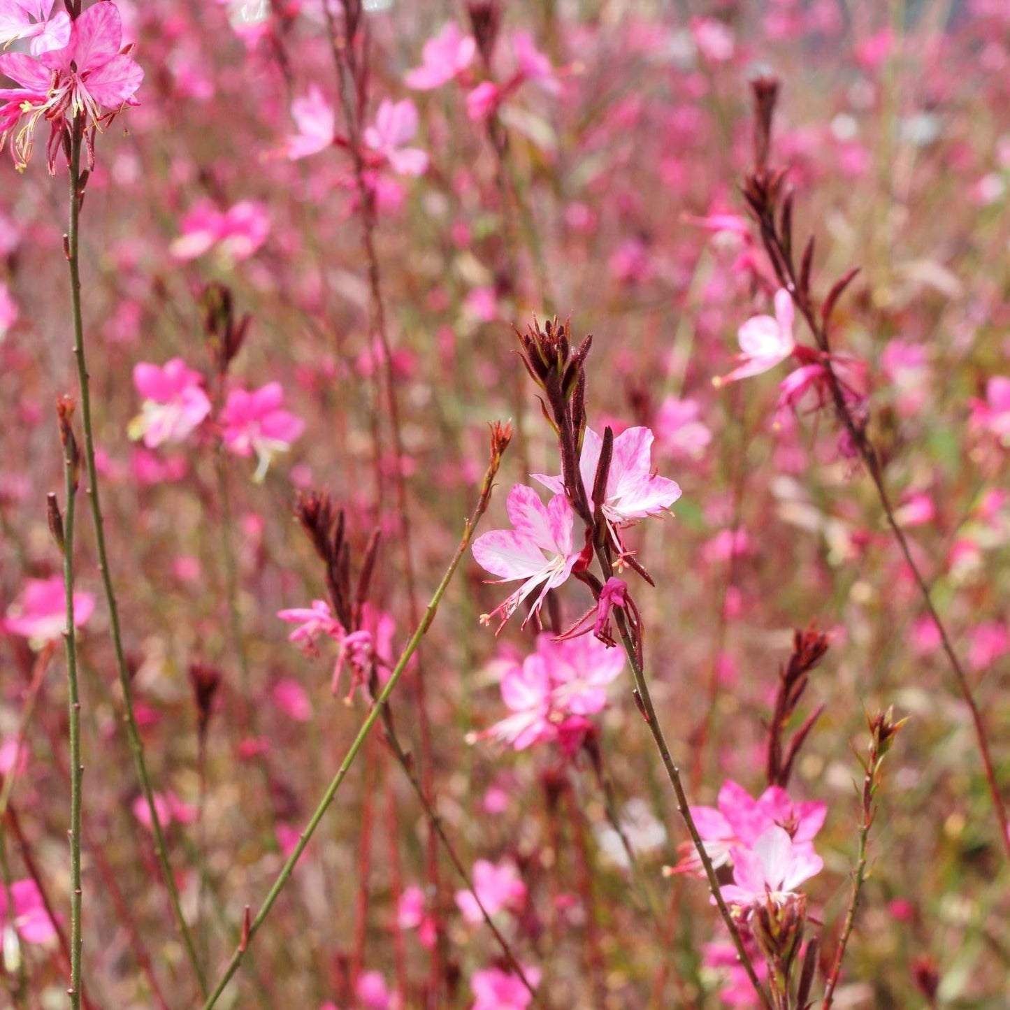Clovers Garden Gaura Siskiyou Pink Plants - Two (2) Live Plants – Non-GMO - Not Seeds - Each 4" to 8" Tall – in 4" Inch Pots - Perennial, Pollinator Friendly, Continuous Blooms