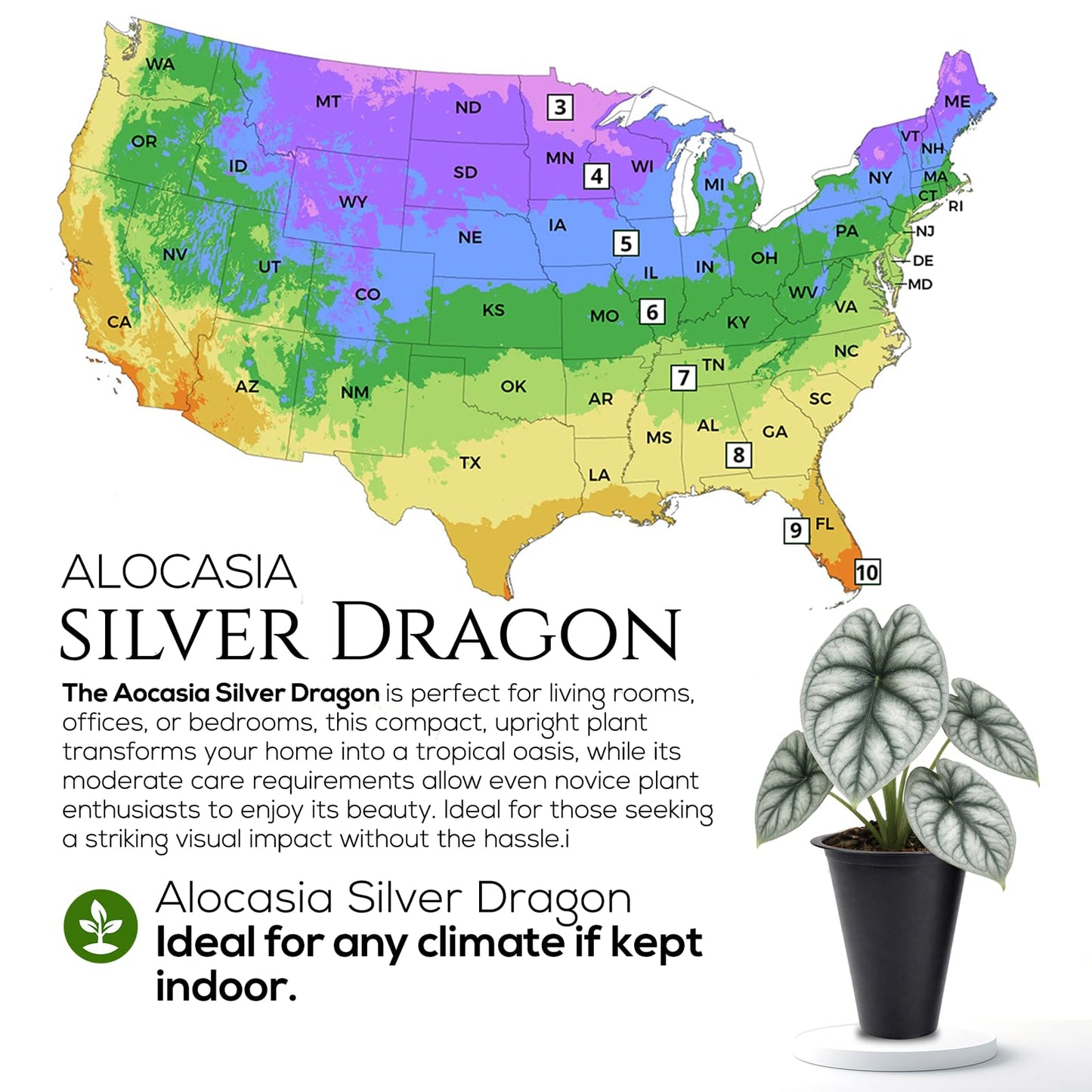 Alocasia Silver Dragon (4 Pack) Live Plant,Rare Indoor Alocasia,Silver Foliage Elephant Ear Plant,Tropical Houseplant Live, Starter Size Alocasia Plant,Houseplant for Home Decor and Indoor Growing