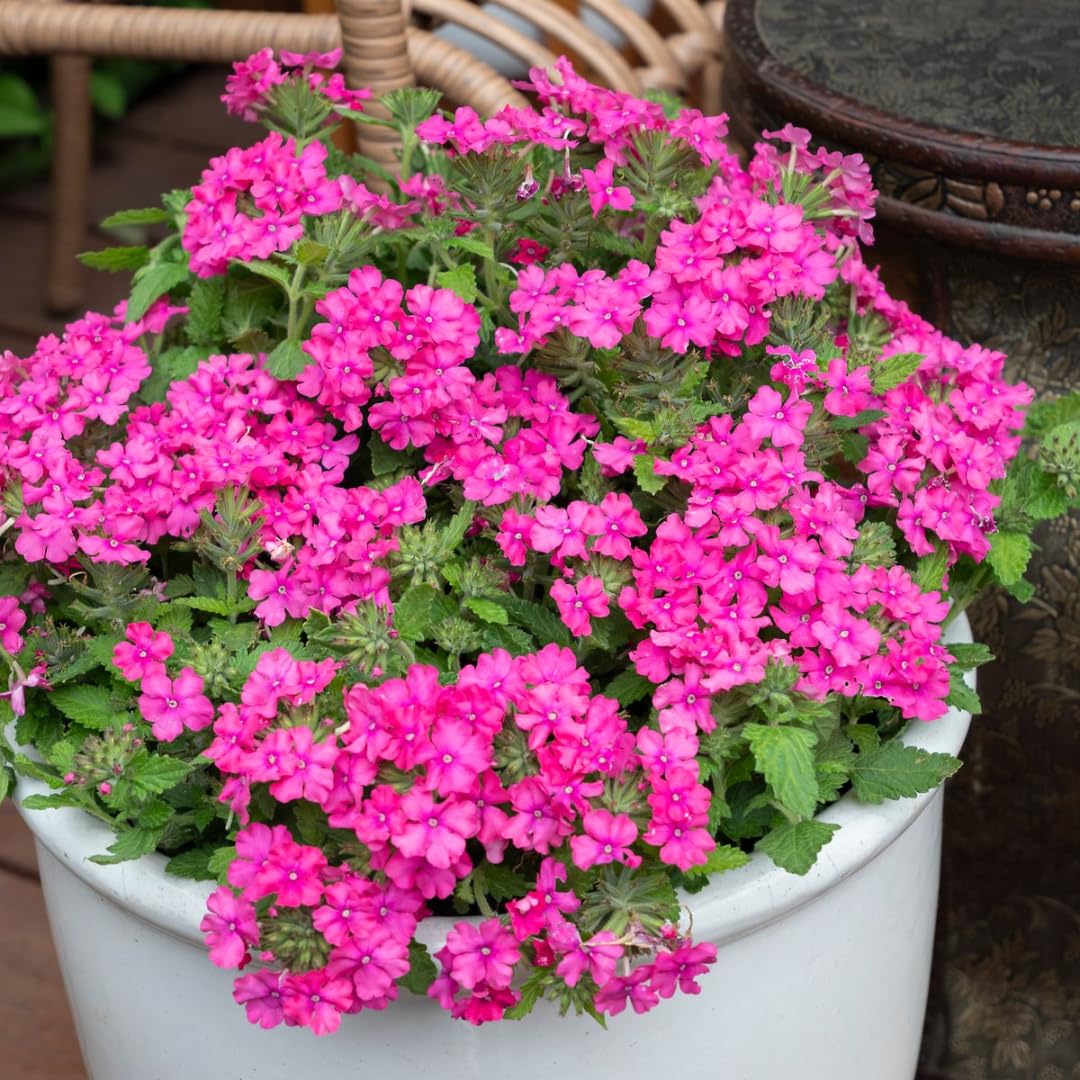 Pack 4 Pink Perennial Verbena Plants, Pink Verbena Live Plants, Verbena Flower Trailing Plants Live for Planting, Pink Verbena Plants in Zones 7 to 11