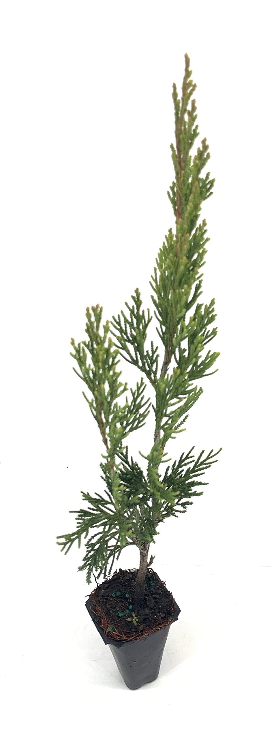 Spartan Juniper - 60 Live Trees - Juniperus Chinensis