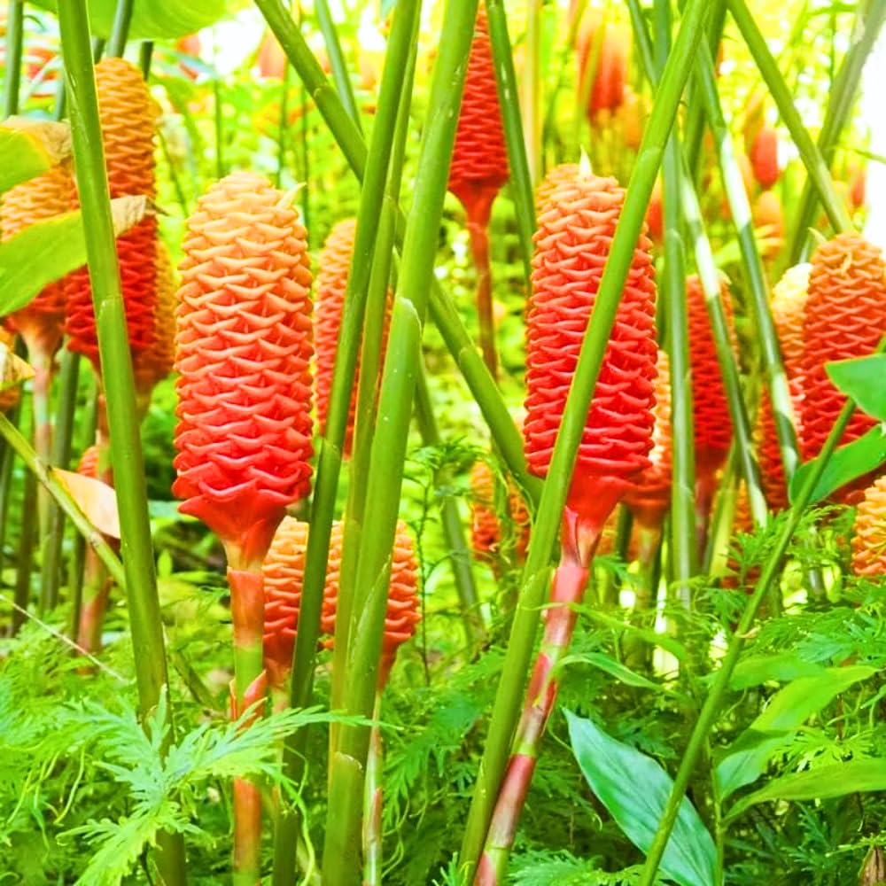 10 Awapuhi Shampoo Ginger Roots, Zingiber Zerumbet Pinecone Ginger Lily, Red Ginger Flowers to Grow, Ginger Rhizomes